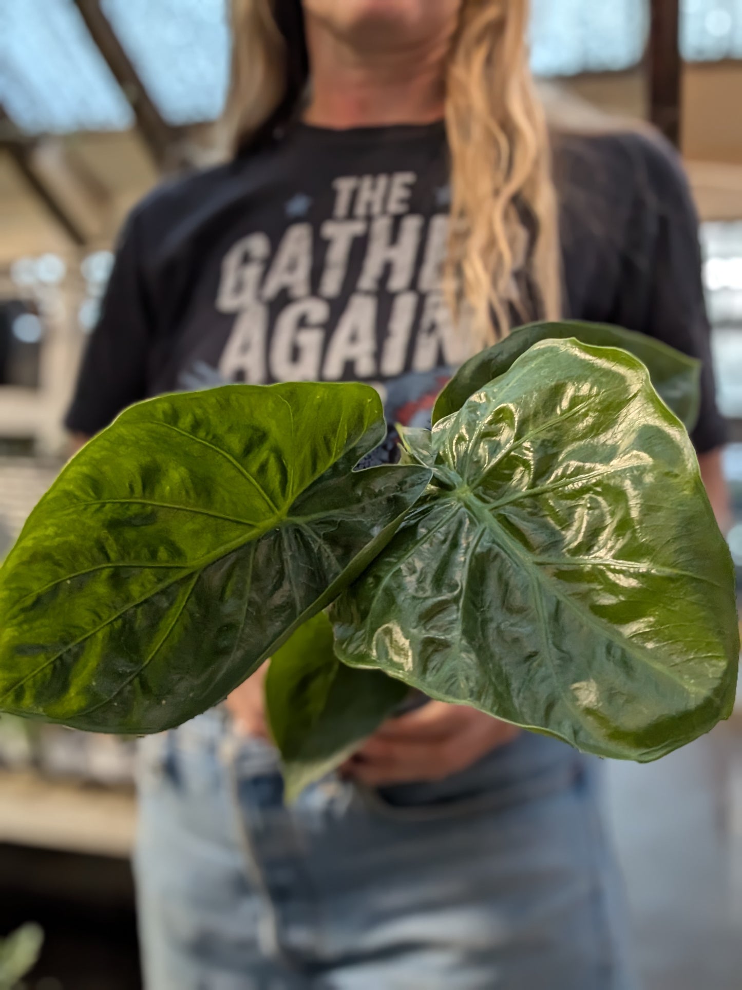 Alocasia Macchrohiza