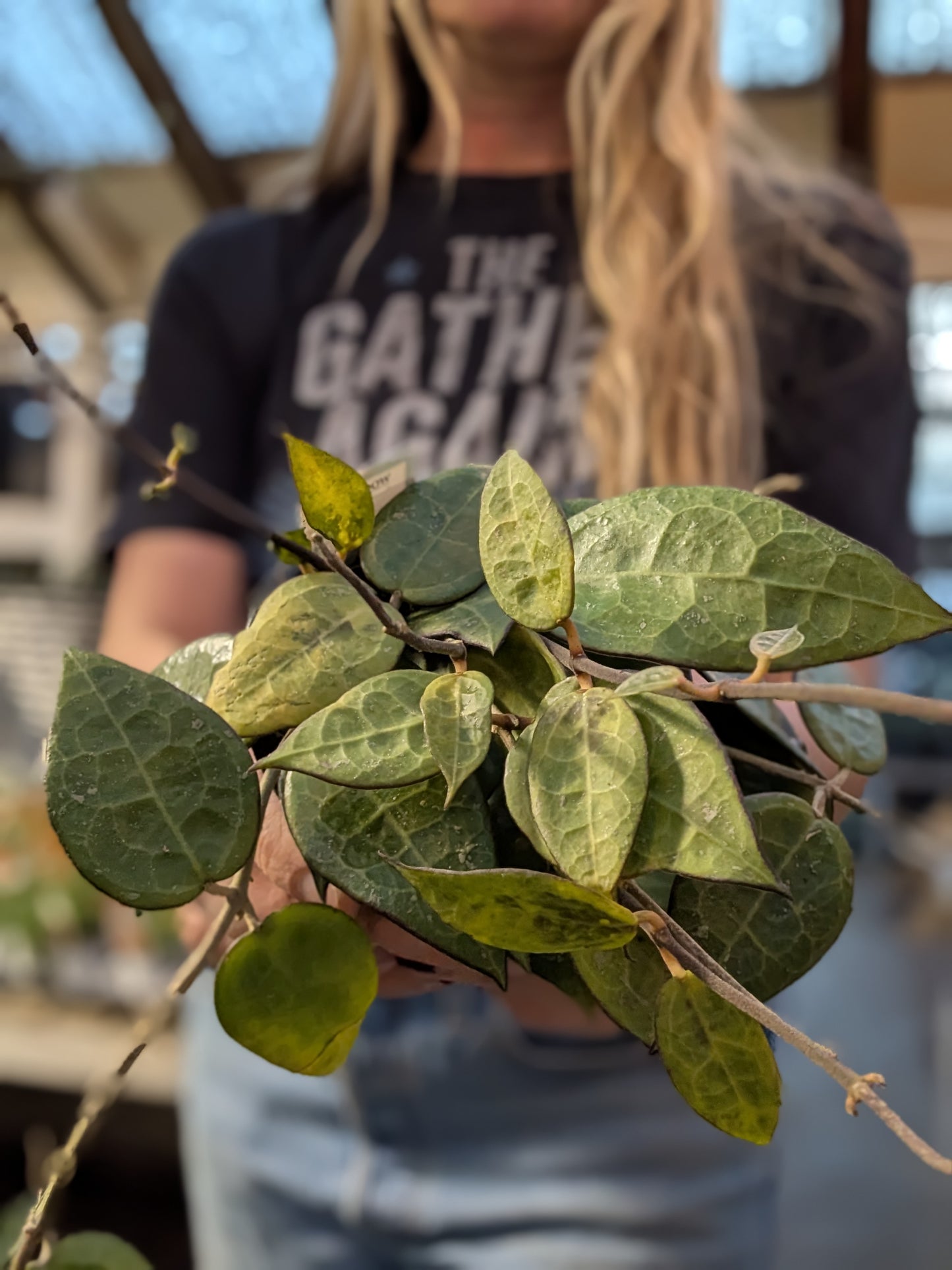 Hoya Parasitica Black Margin