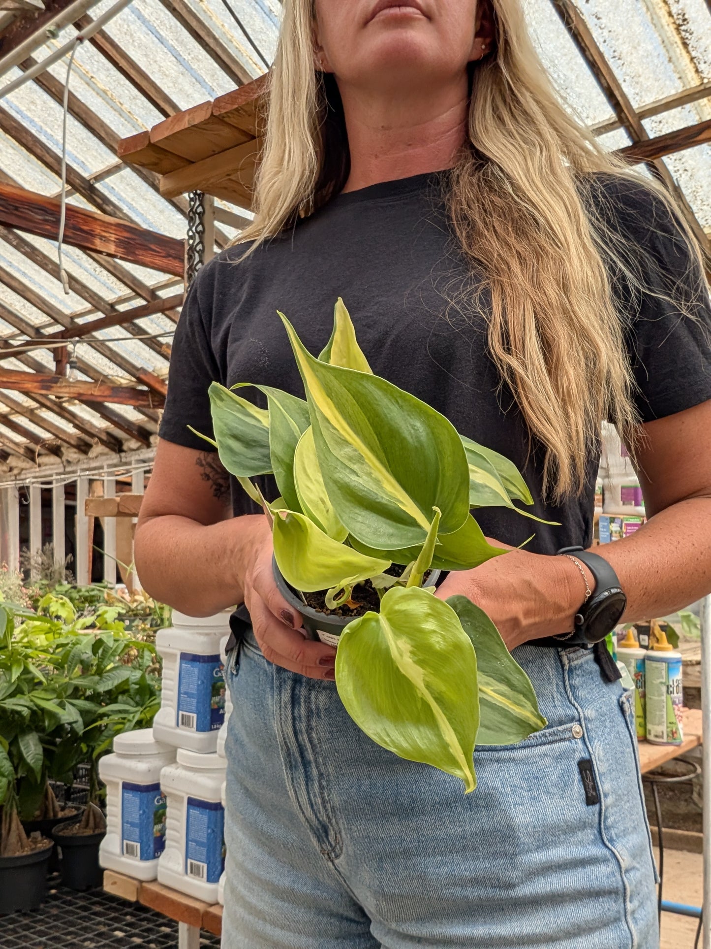Philodendron Brasil (4")