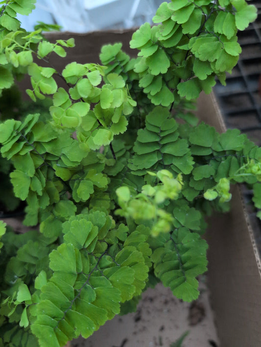 Maidenhair Fern