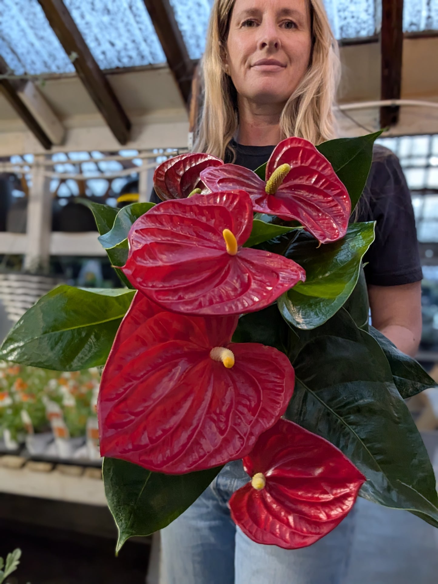 6" Anthurium