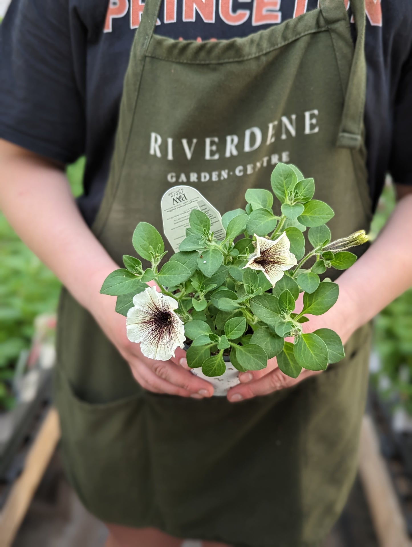 Supertunia Petunia Latte (Proven Winners)