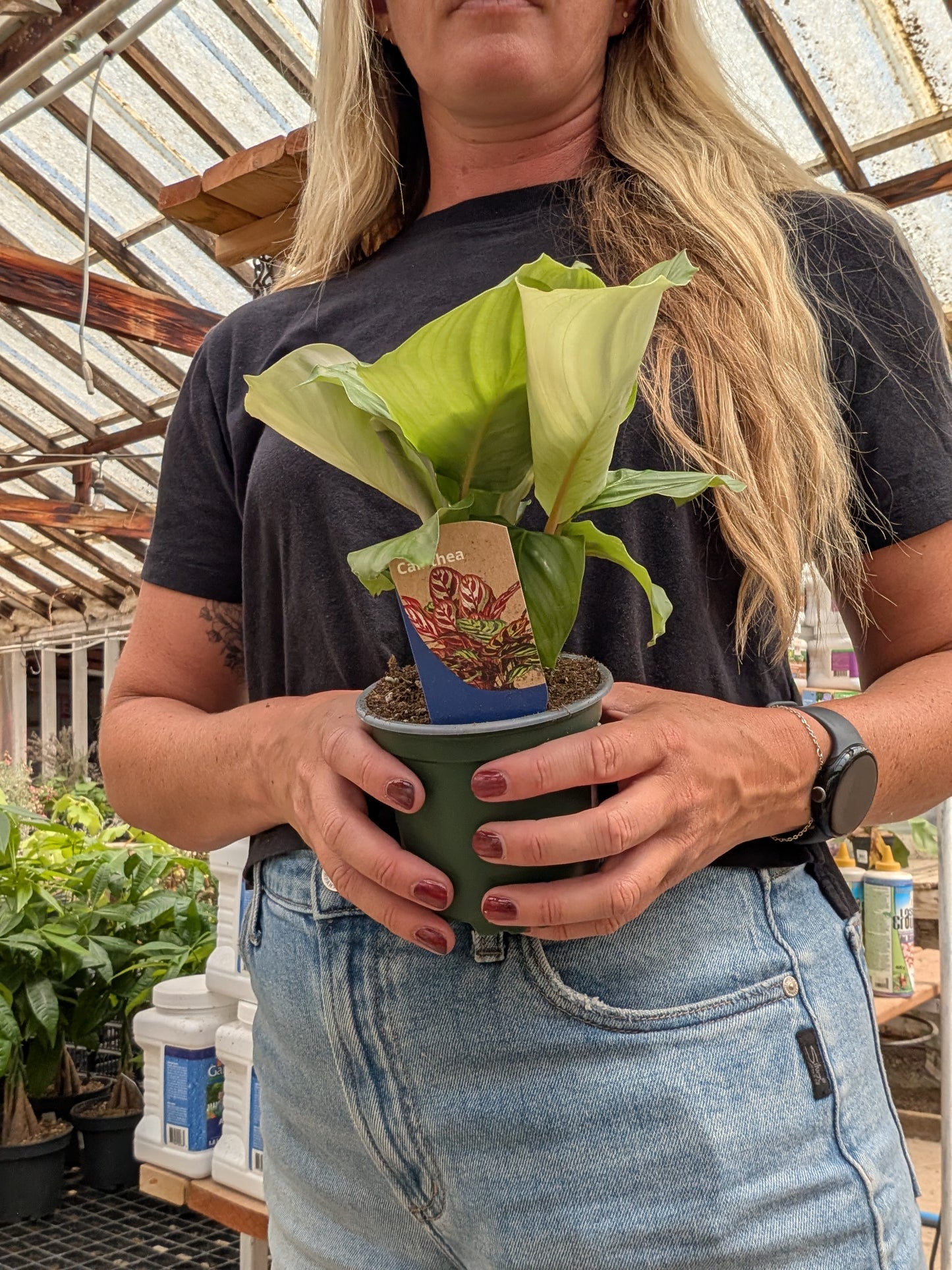 Calathea Orbifolia (4")