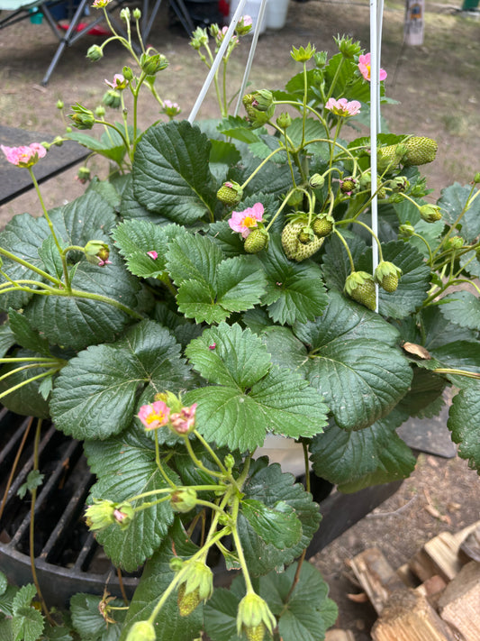 Strawberry Hanging Basket