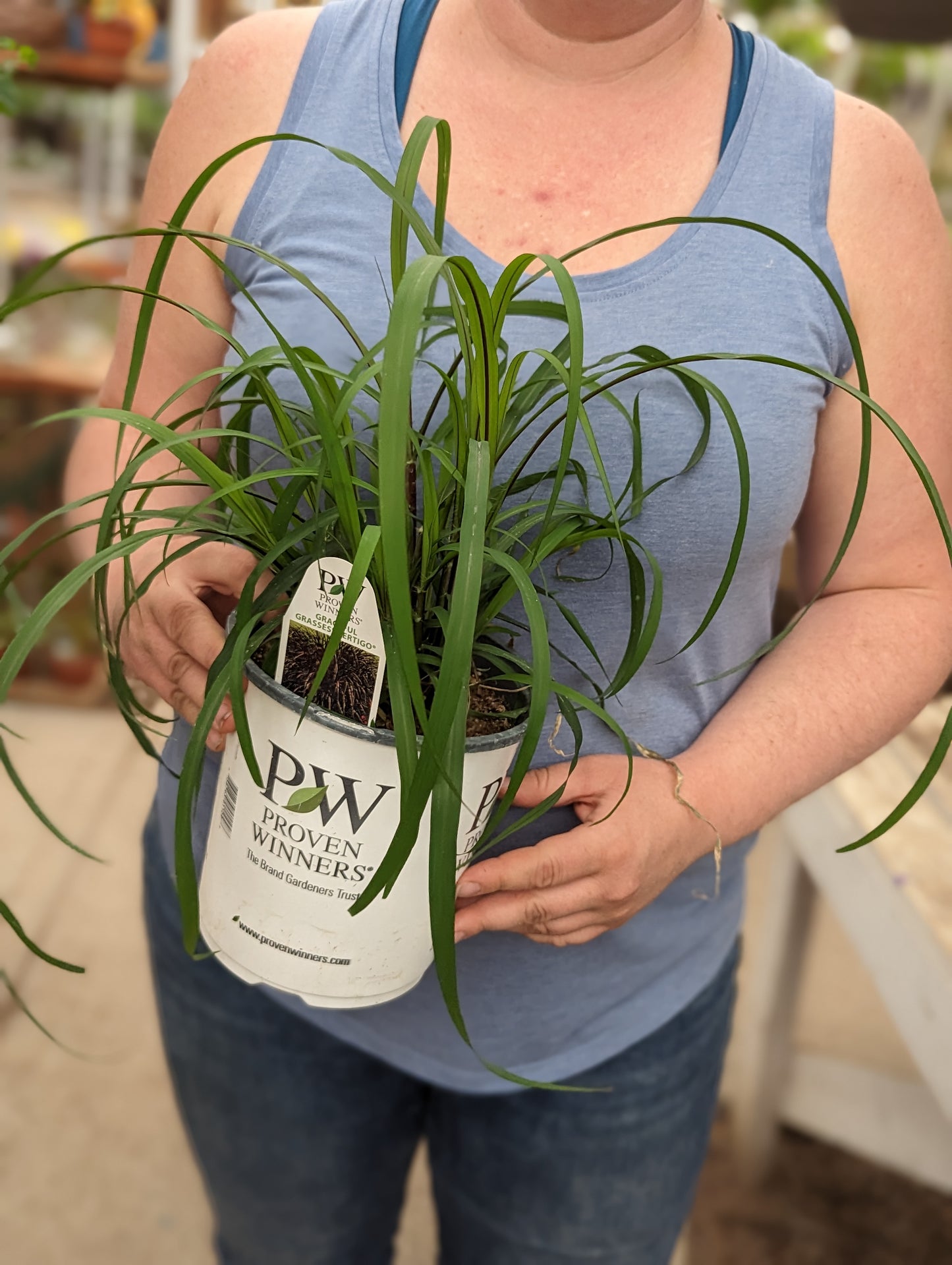 Vertigo Purple Fountain Grass (Proven Winners)