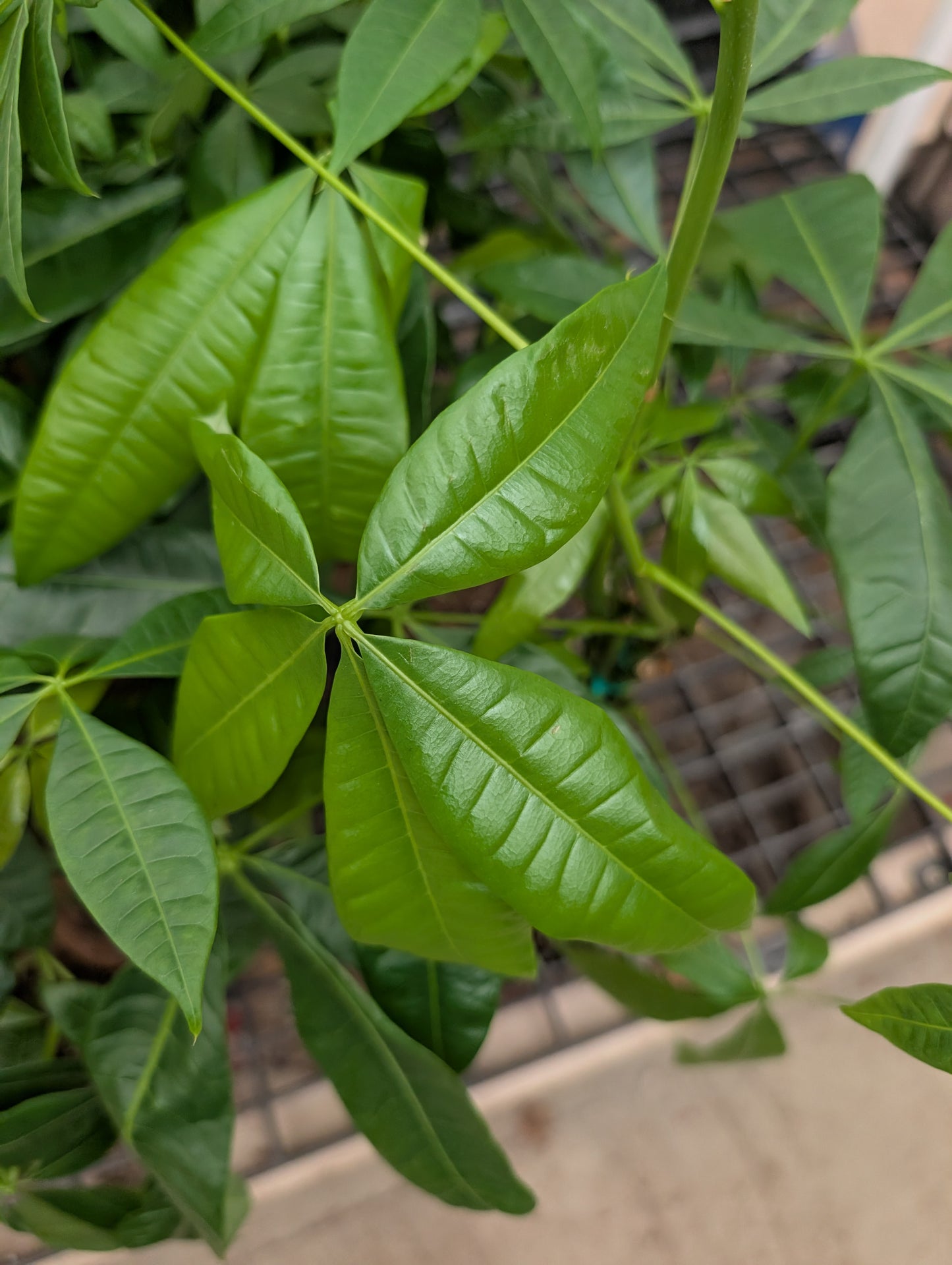 Braided Money Tree (6")