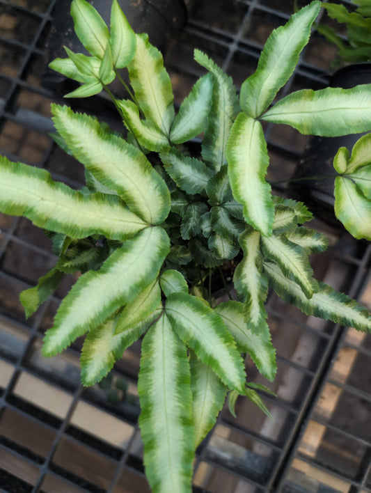 Pteris Fern