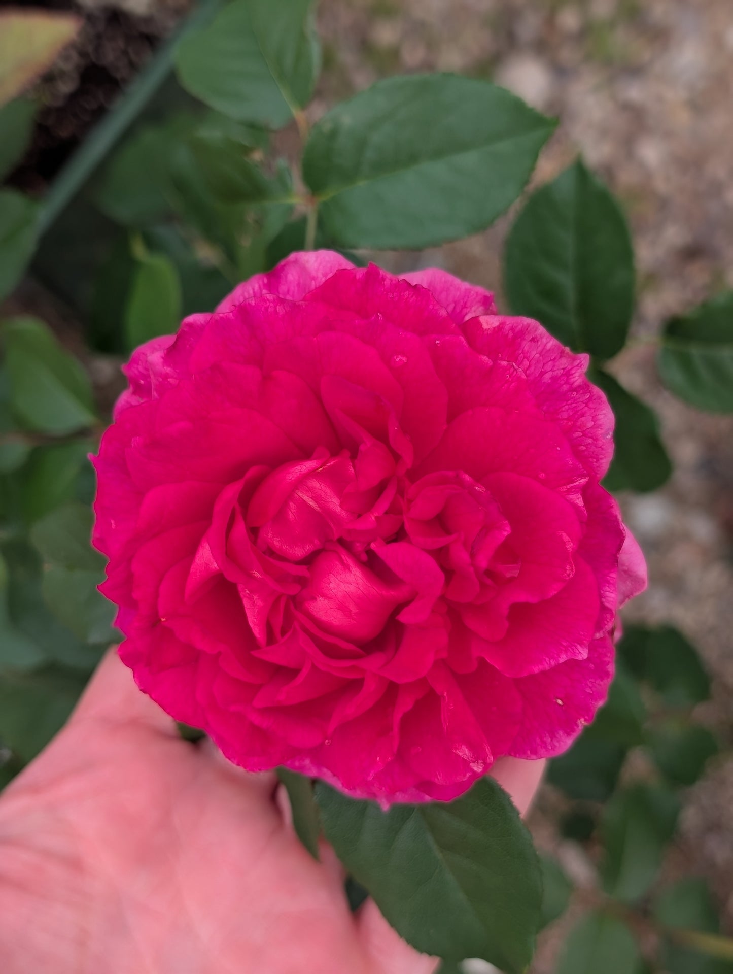 Gabriel Oak Rose (David Austin)