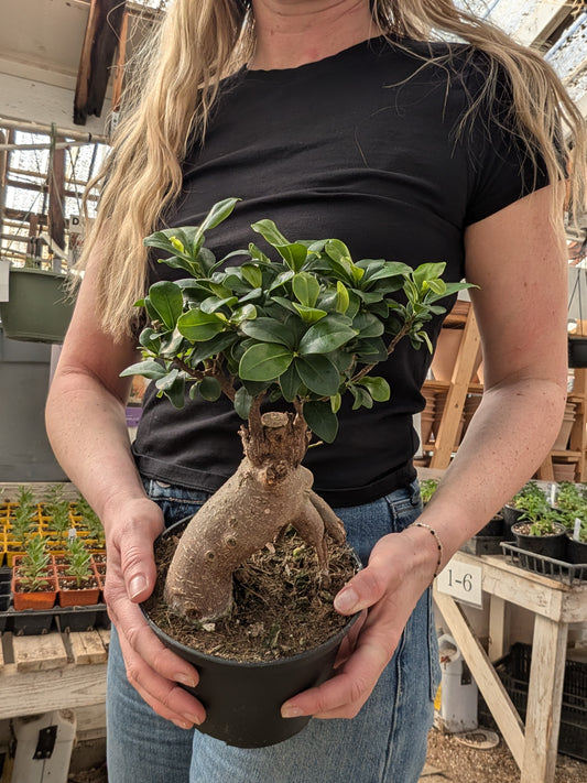 Ficus Bonsai with Exposed Roots