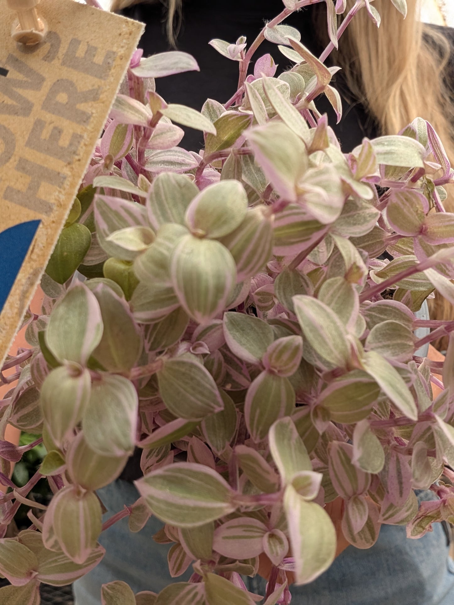 Callisia Pink Lady (4")
