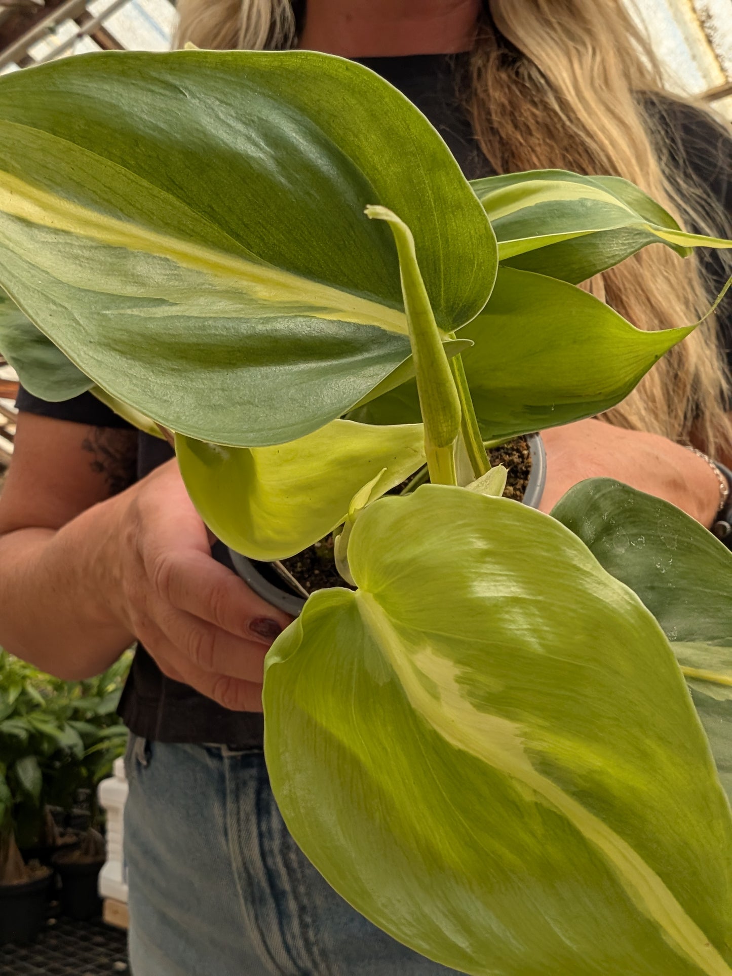 Philodendron Brasil (4")