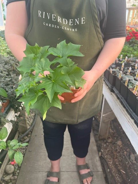 German Ivy Senecio