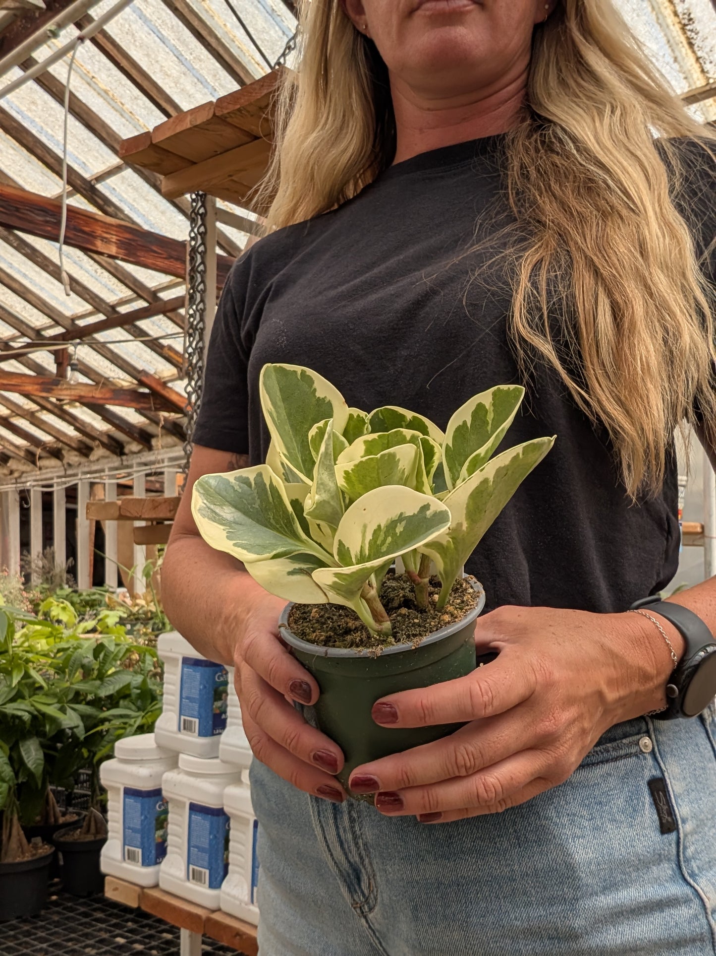 Variegated Pepper Face Peperomia (4")