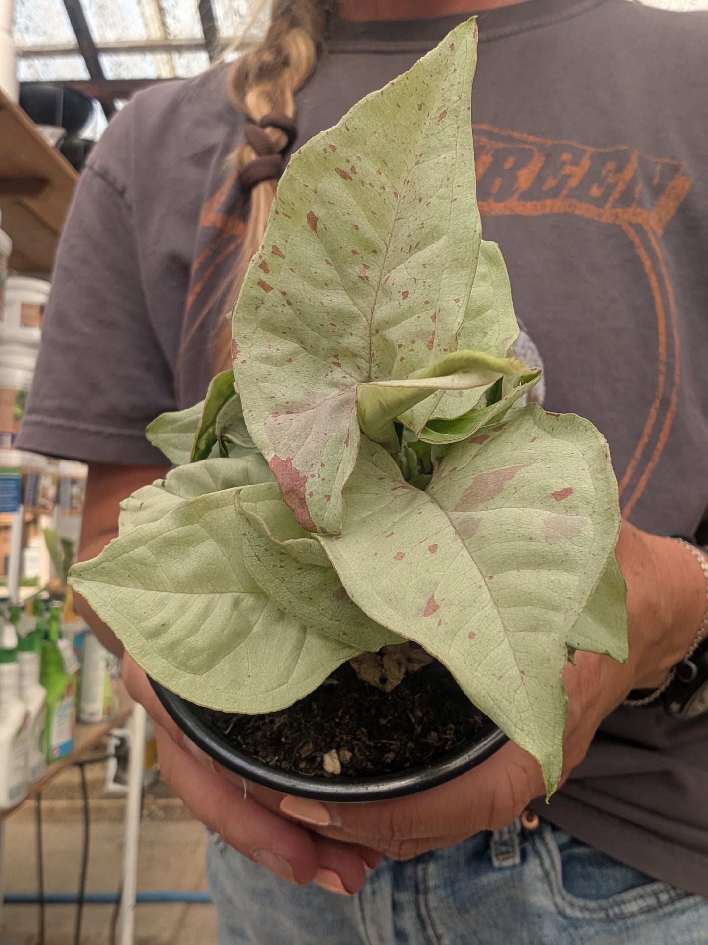 Syngonium Confetti (4")
