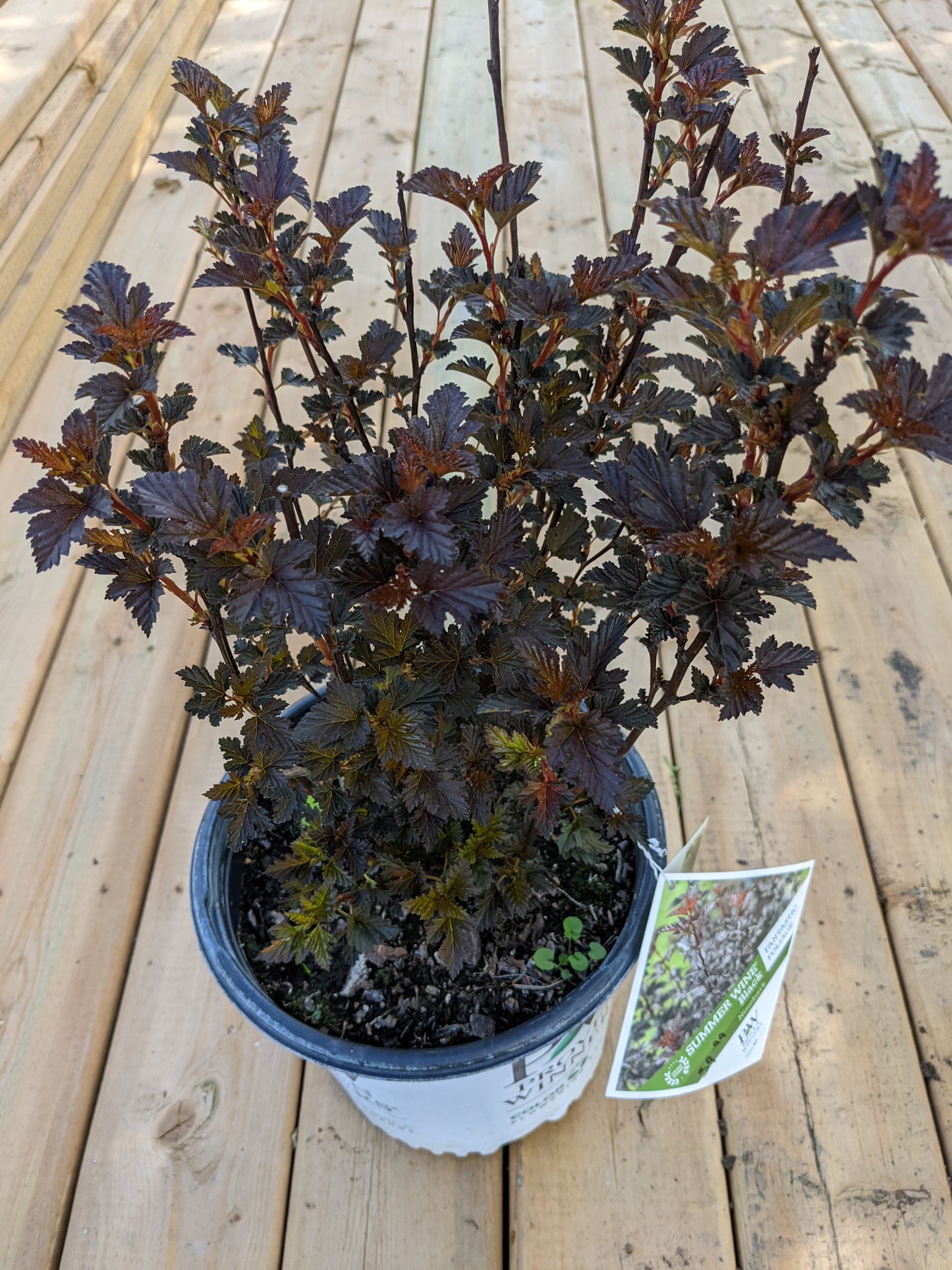 Summer Wine Ninebark