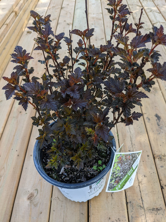 Summer Wine Ninebark