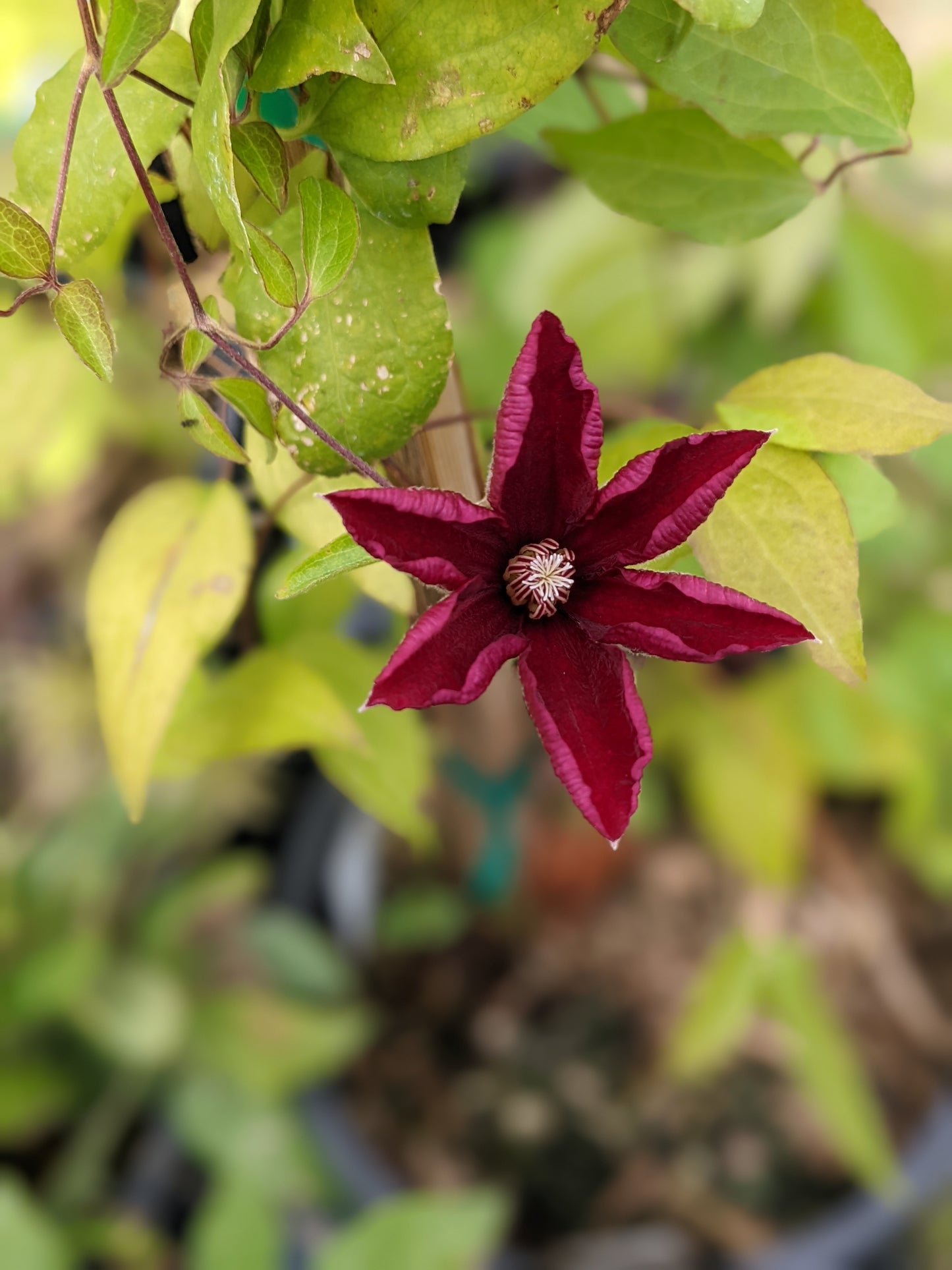 Rouge Cardinal Clematis