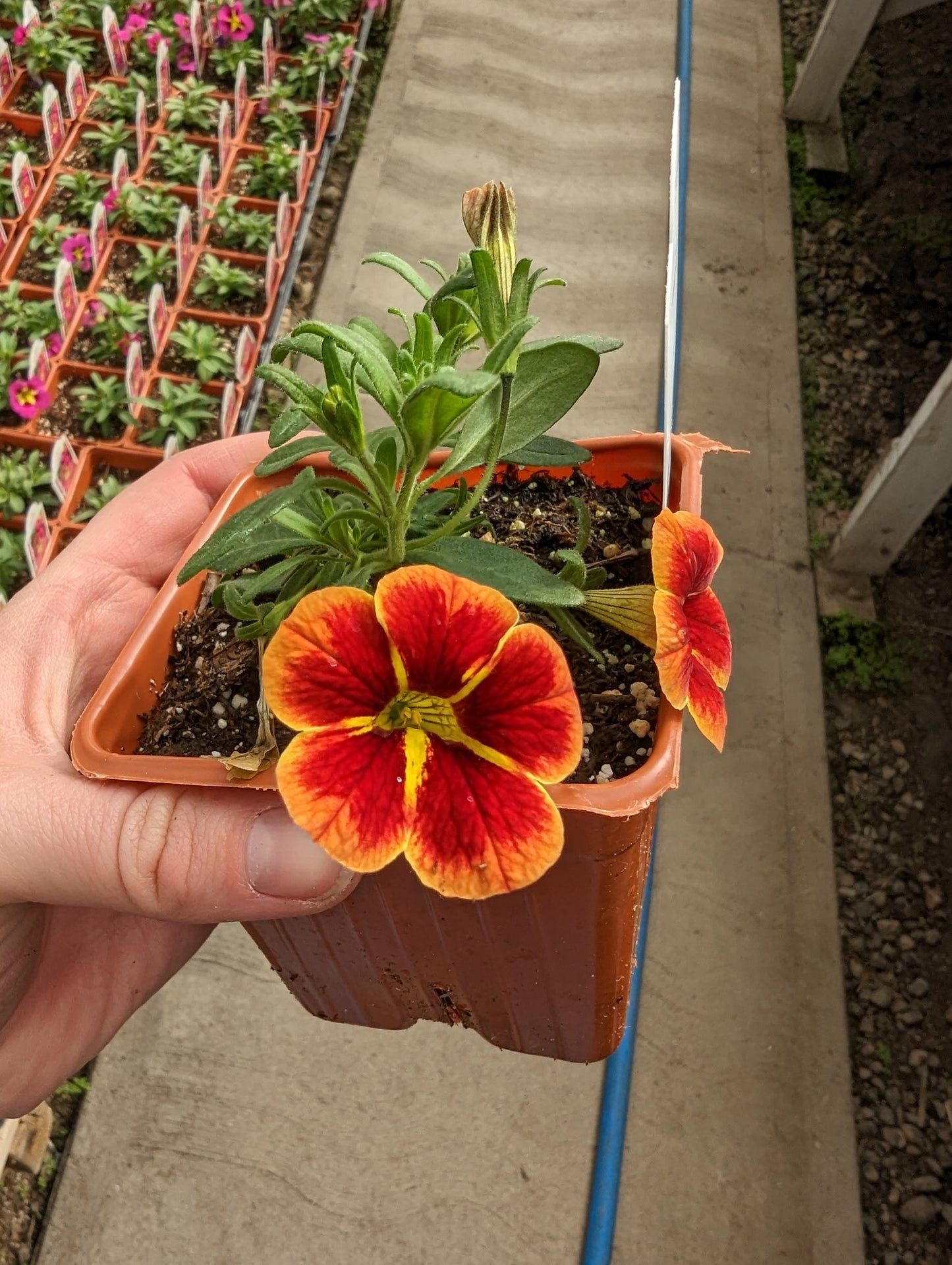 Bumble Bee Orange Calibrachoa