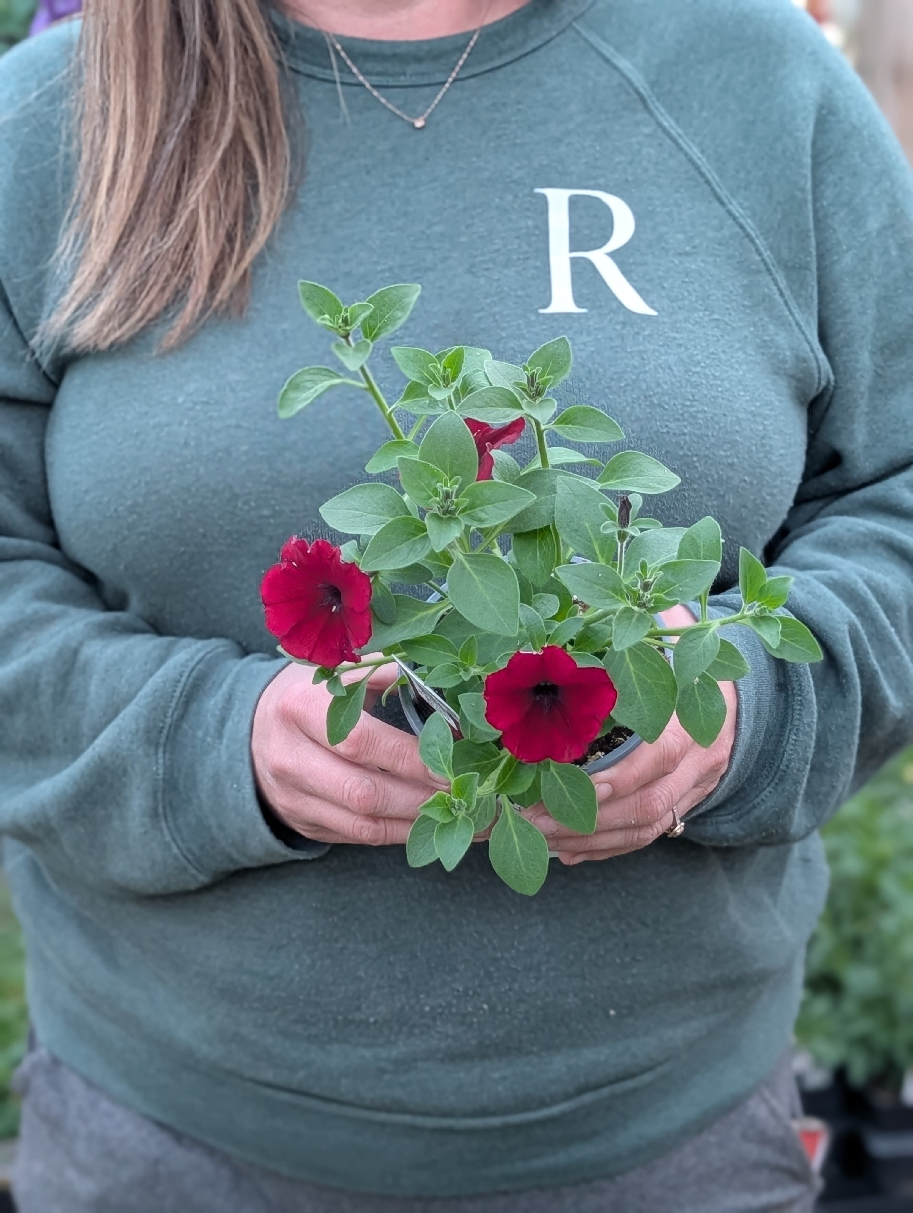 Supertunia Petunia Black Cherry (Proven Winners) – Riverdene
