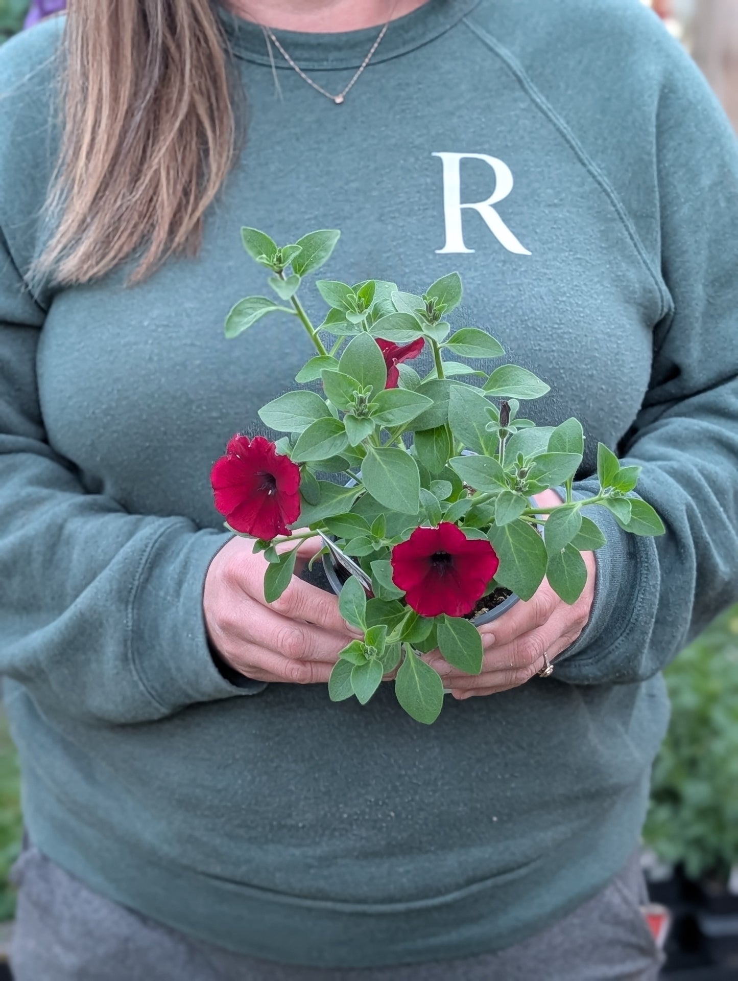 Supertunia Petunia Black Cherry (Proven Winners)