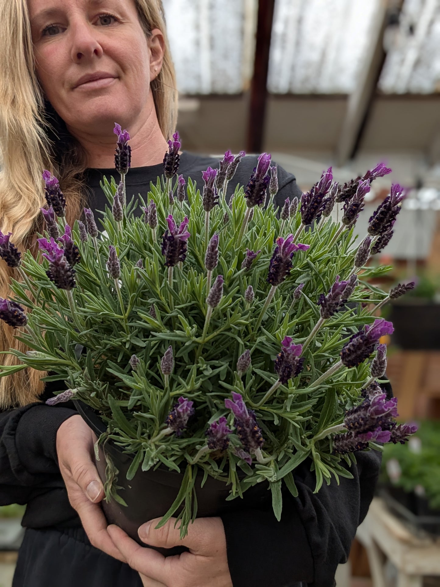 Anouk Twilight Lavender