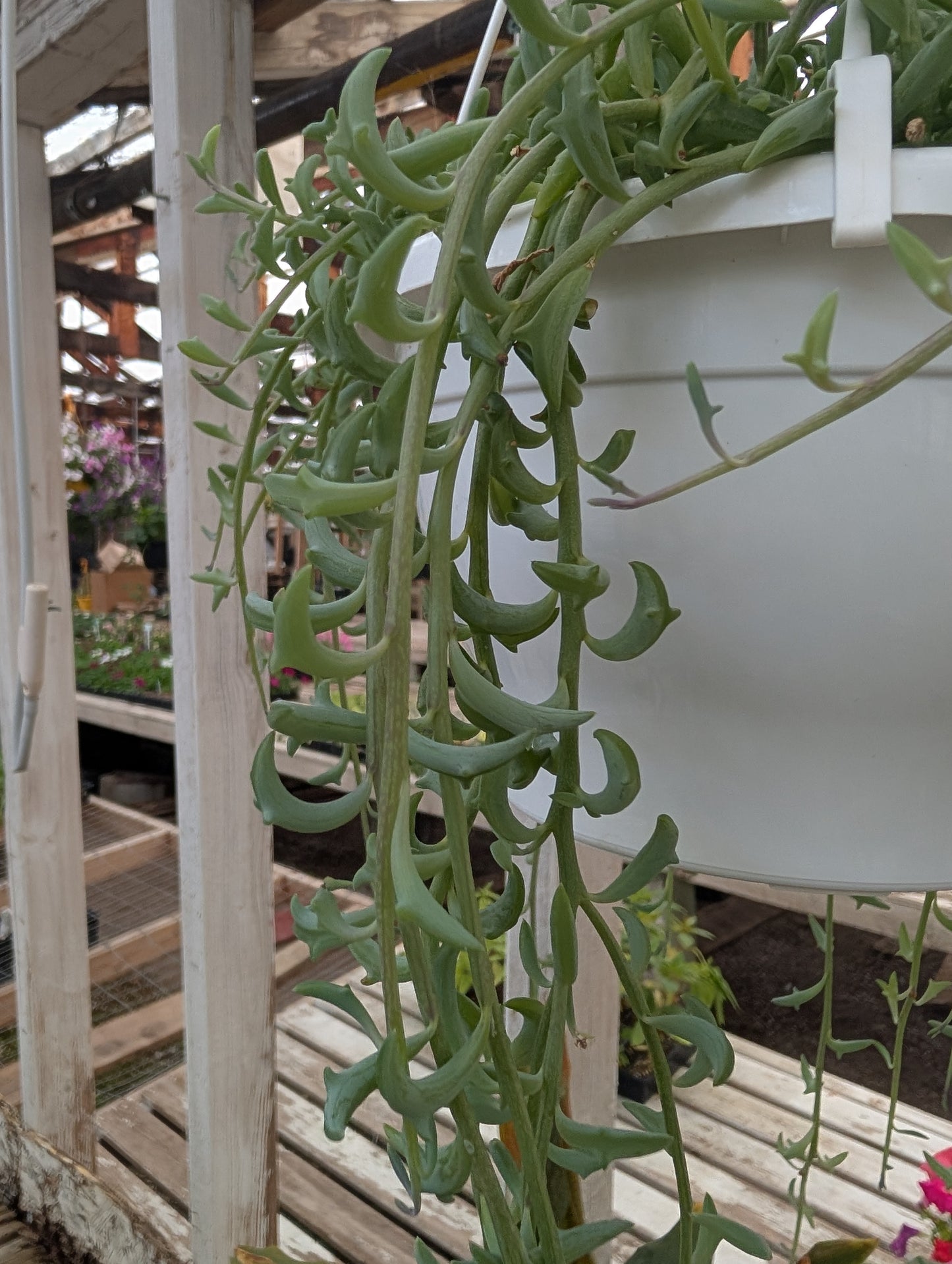Senecio String of Dolphins (6")