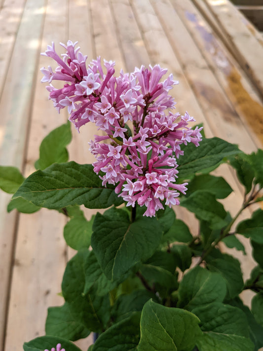 Pinktini Preston Lilac
