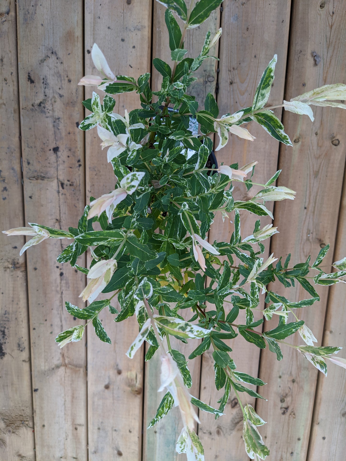 Hakura Nishiki Tricolor Willow