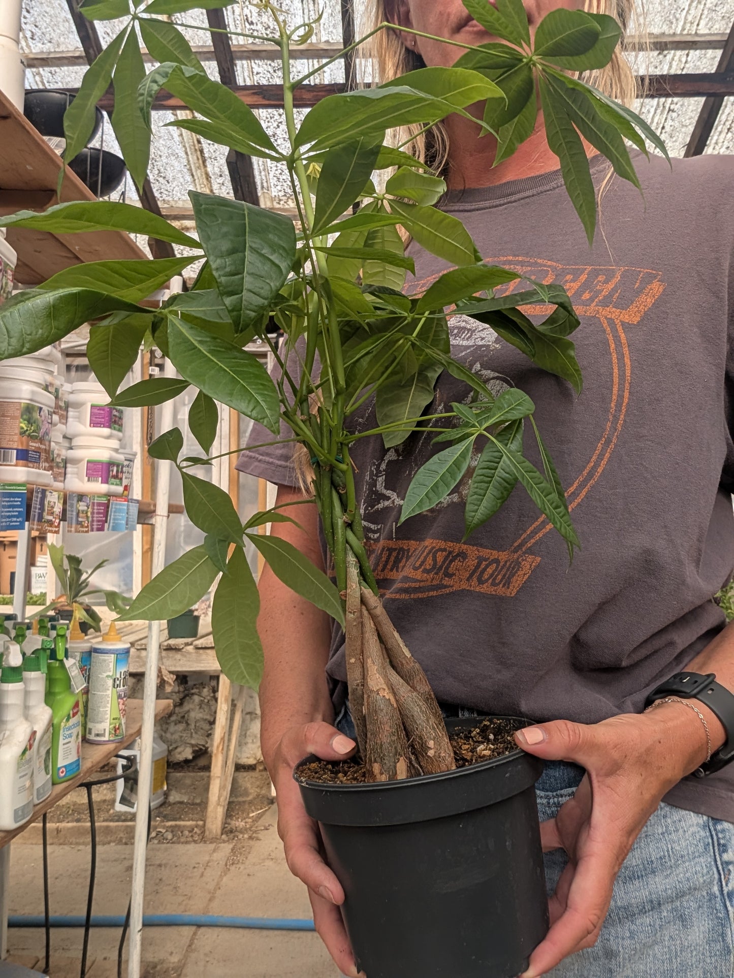 Braided Money Tree (6")