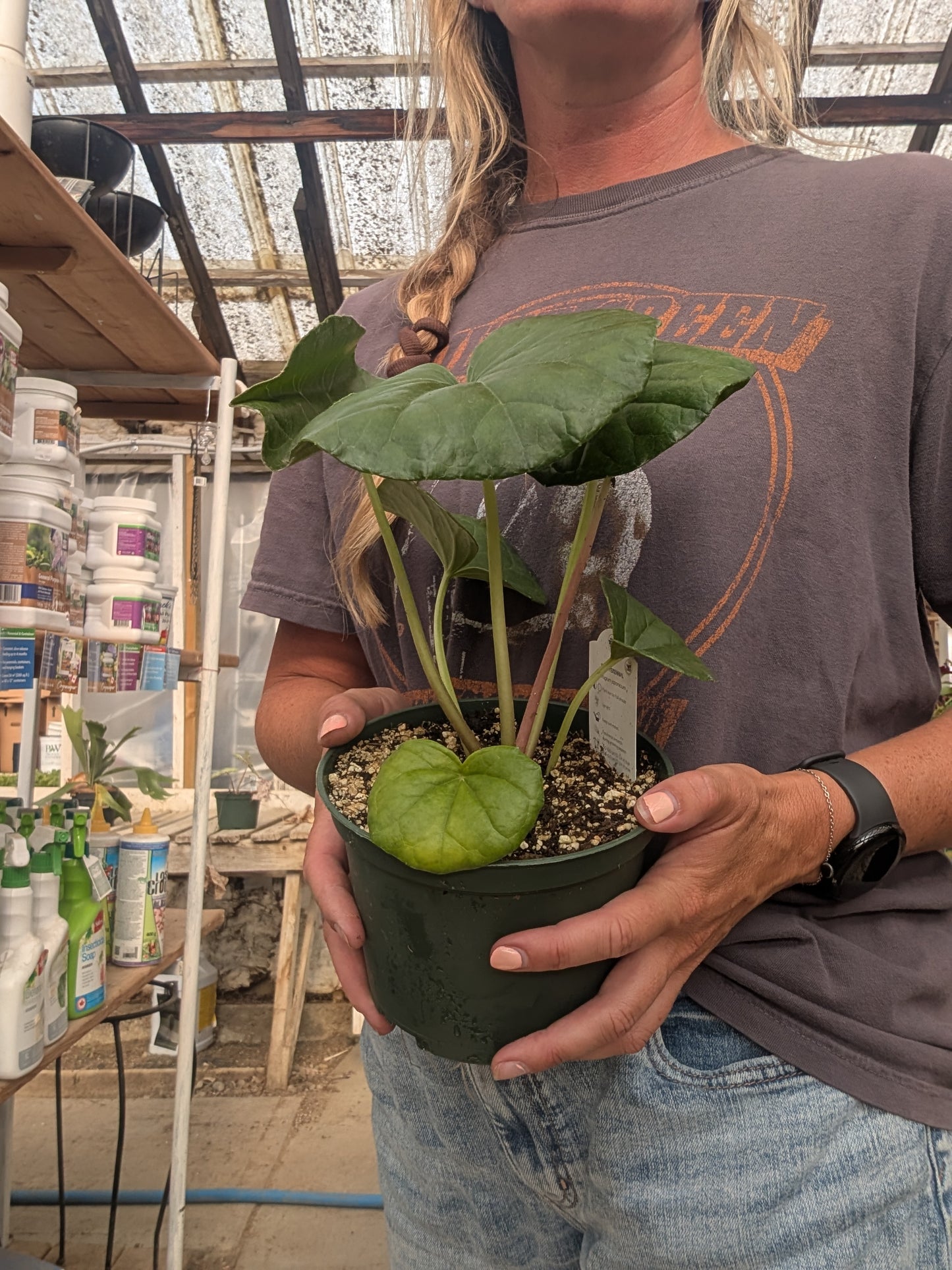 Leopard Plant Gigantea (6")