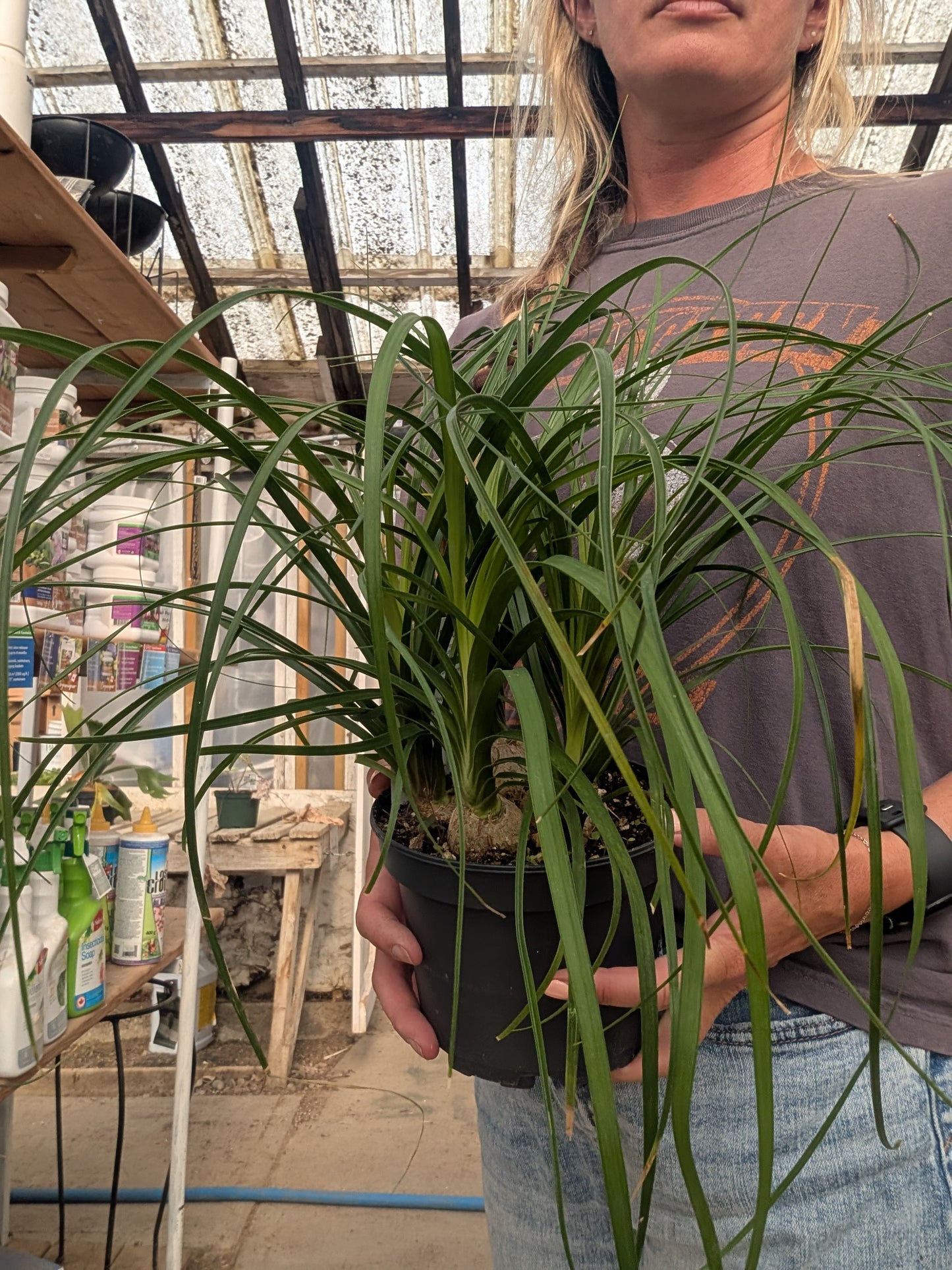 Pony Tail Palm (6")
