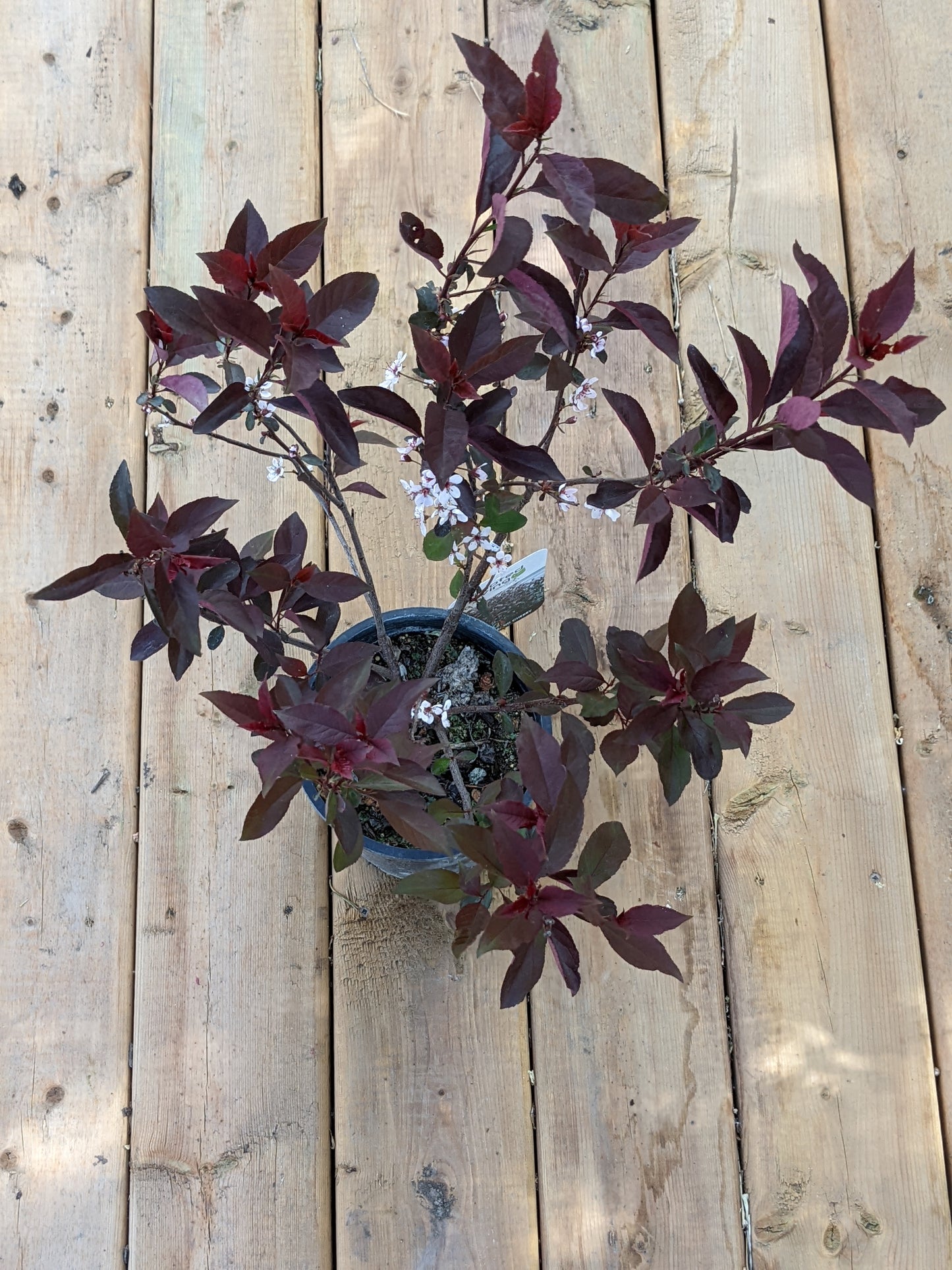 Purple Leaf Sand Cherry