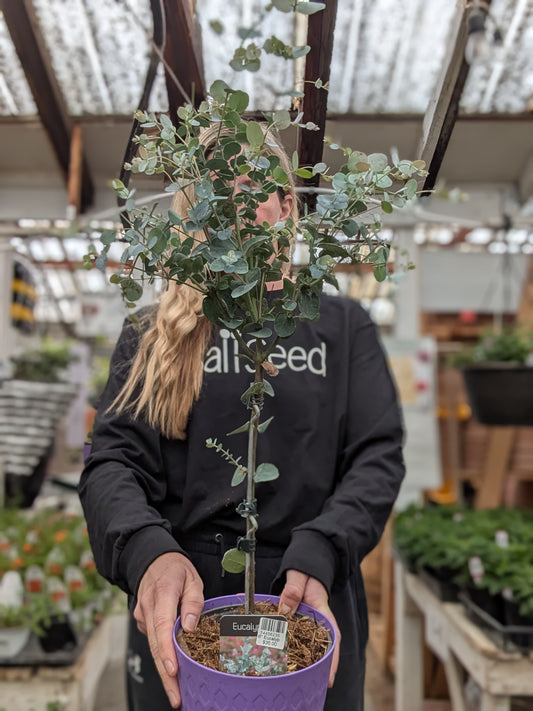 6" Eucalyptus Standard