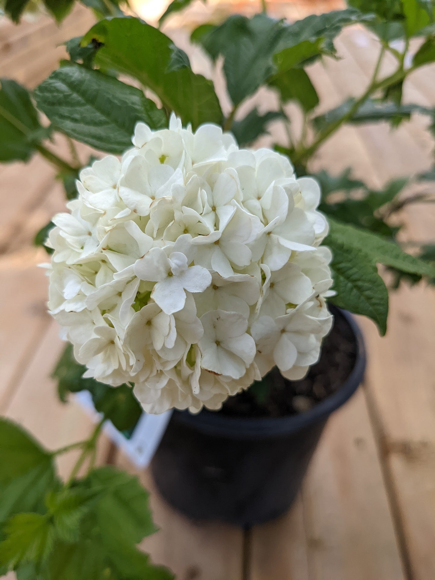 Snowball Viburnum