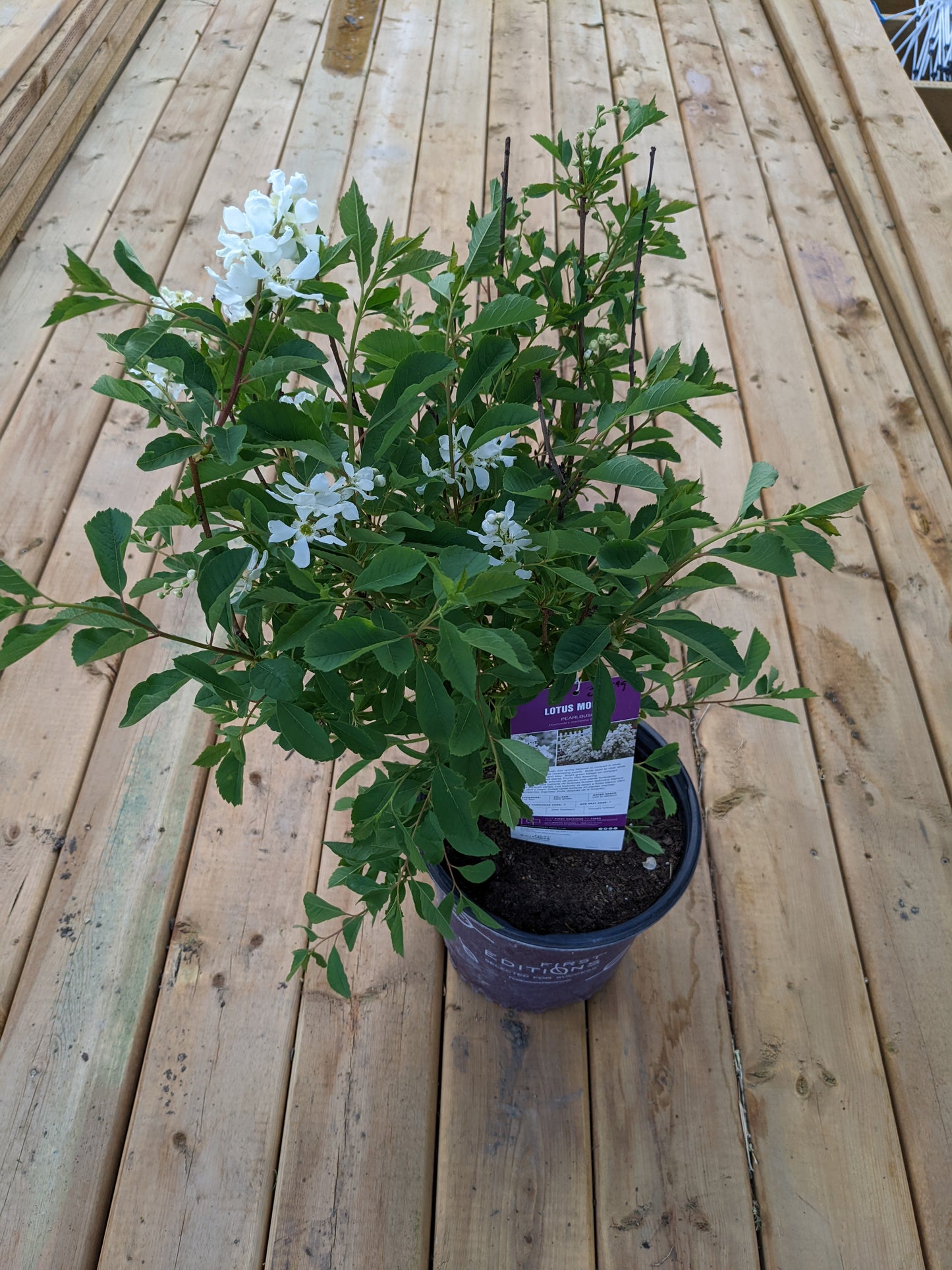 Lotus Moon Pearlbush