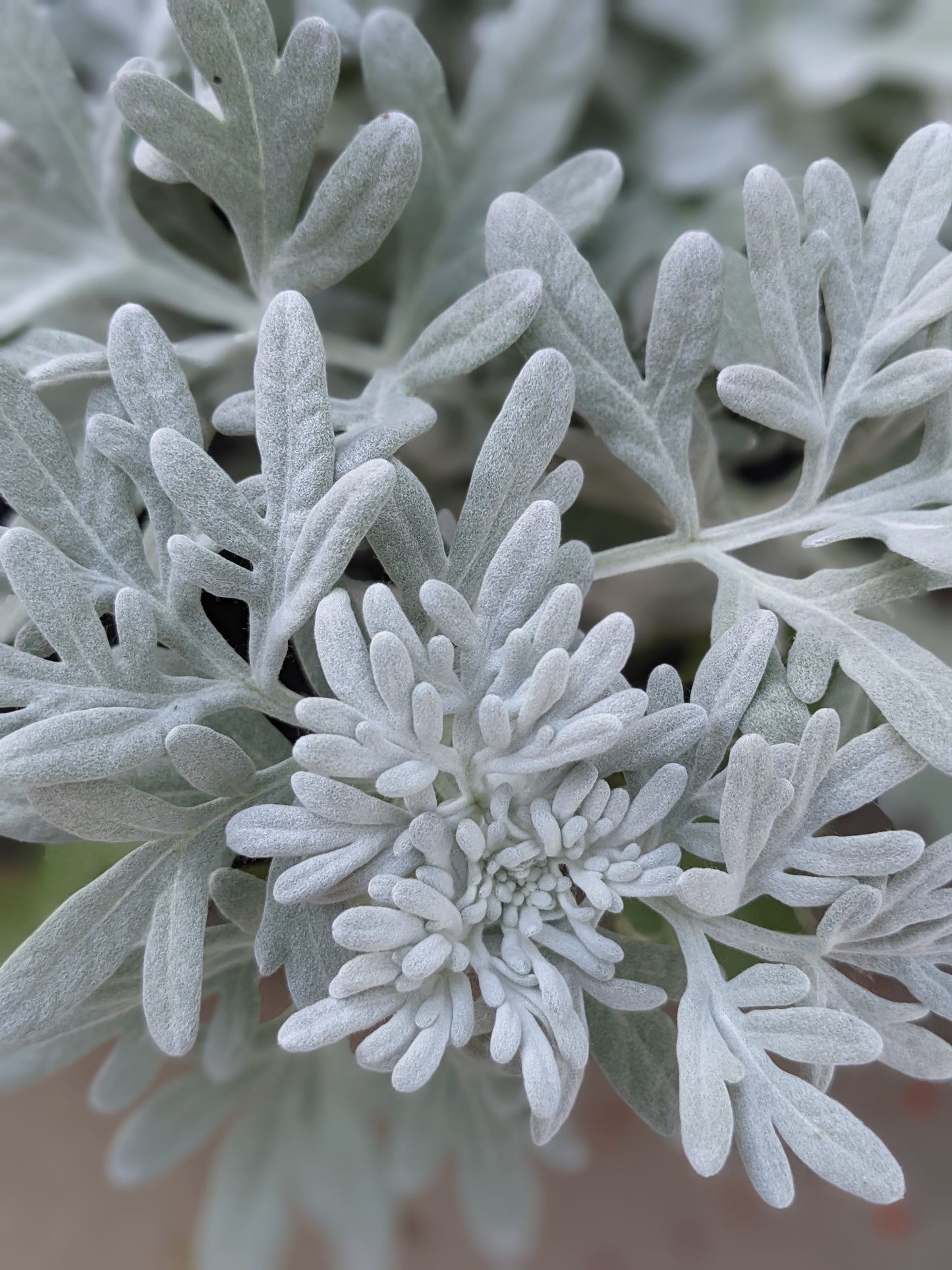 Sea Salt Artemisia