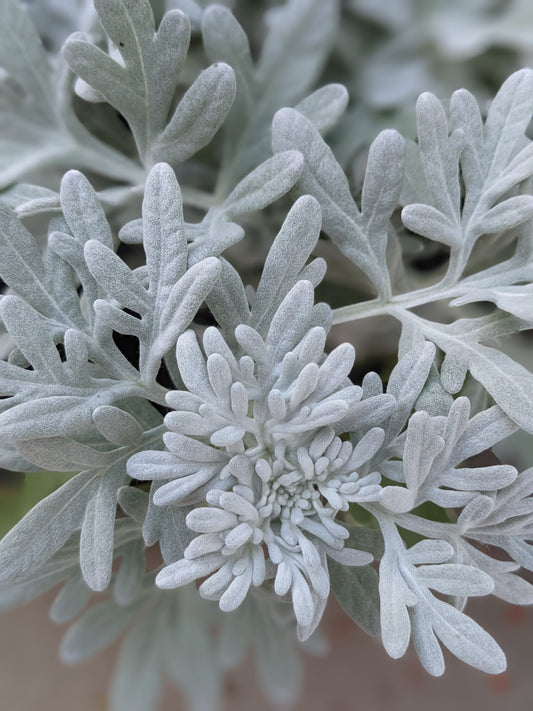 Sea Salt Artemisia