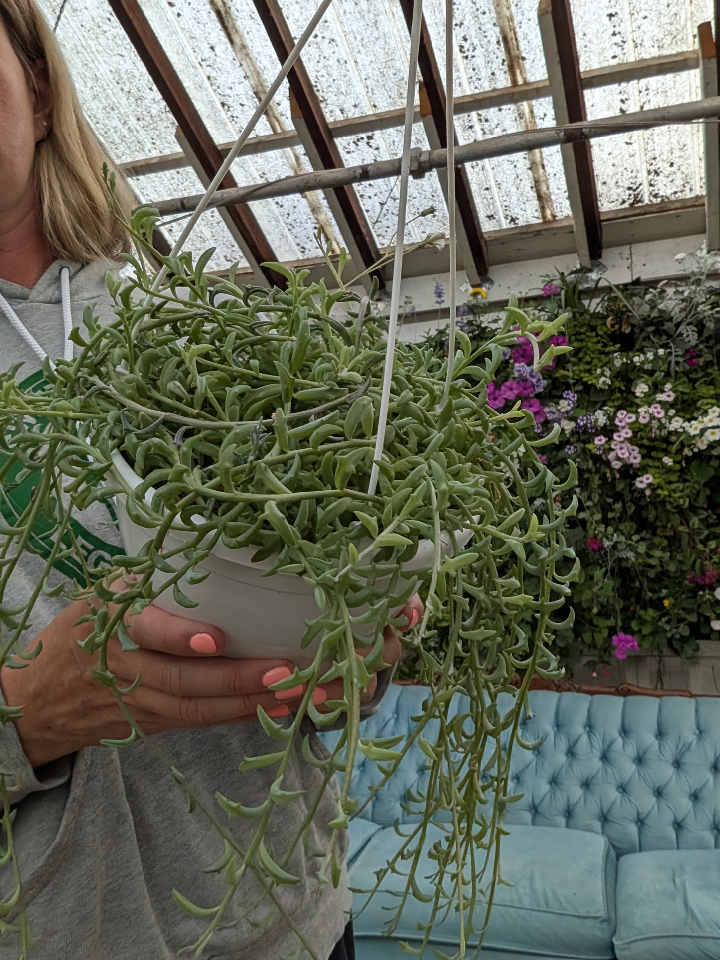 Senecio String of Dolphins (6")