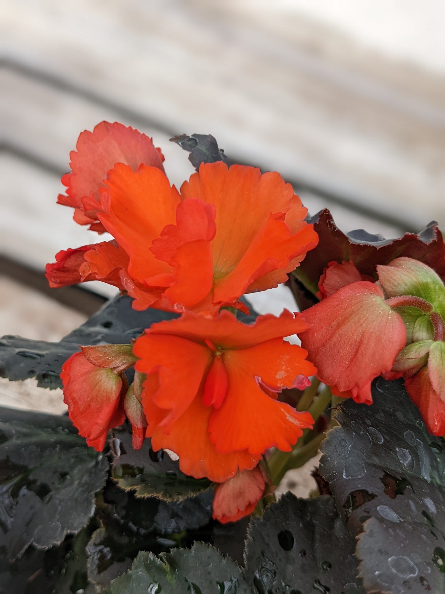 Solenia Chocolate Orange Begonia