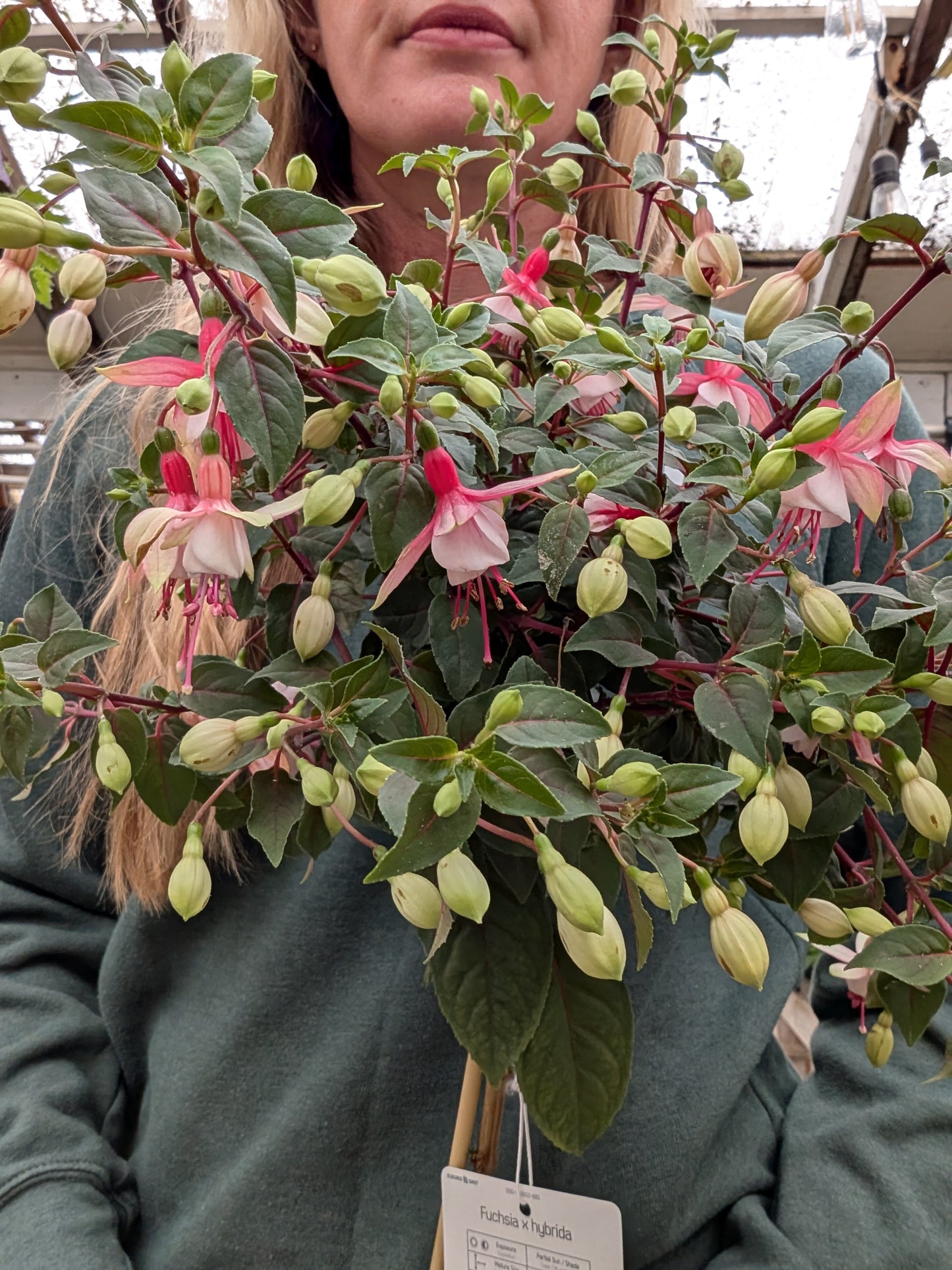 Elma Fuchsia Standard