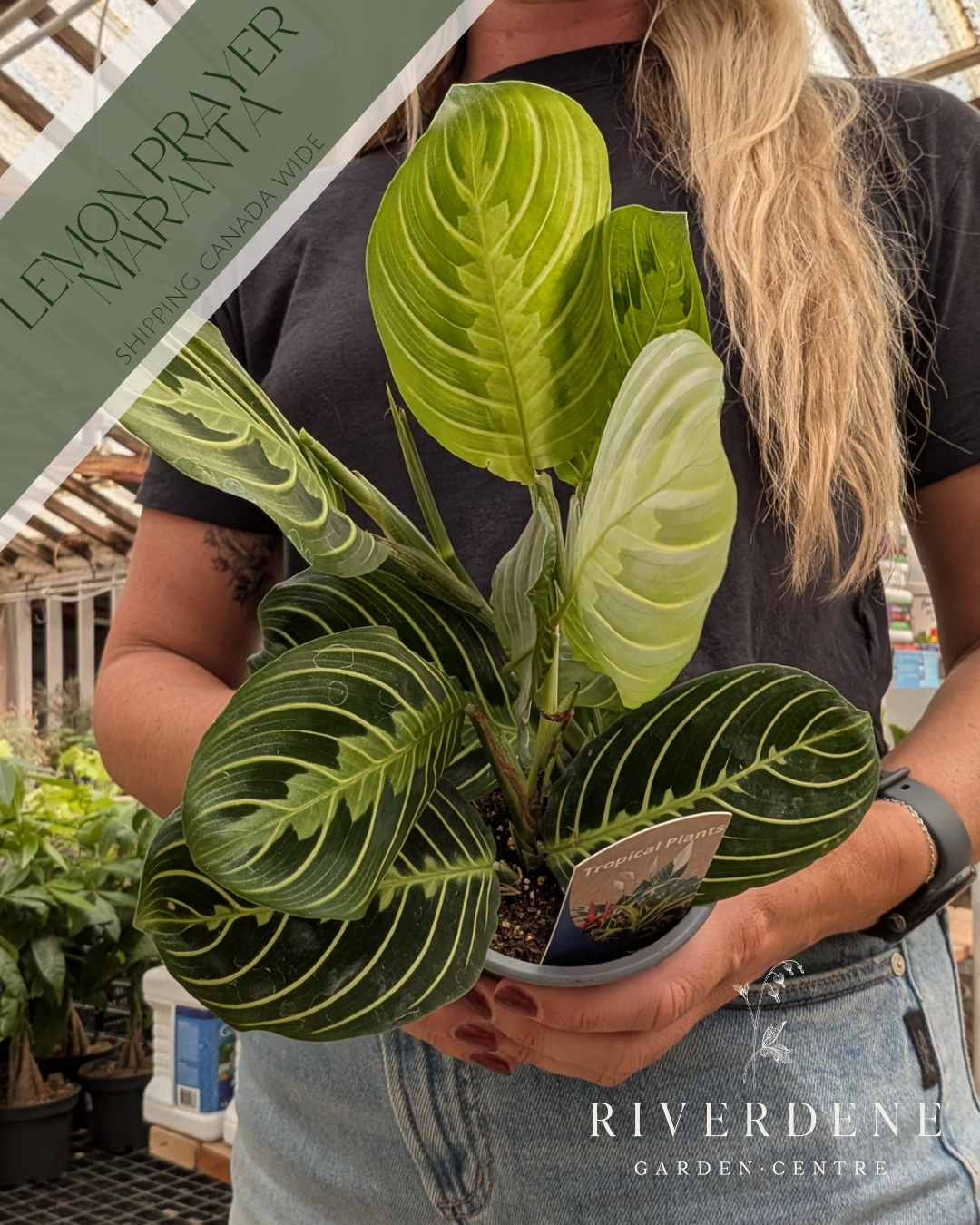 Maranta Lemon Prayer (4")
