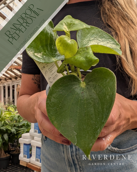 Raindrop Peperomia (4")