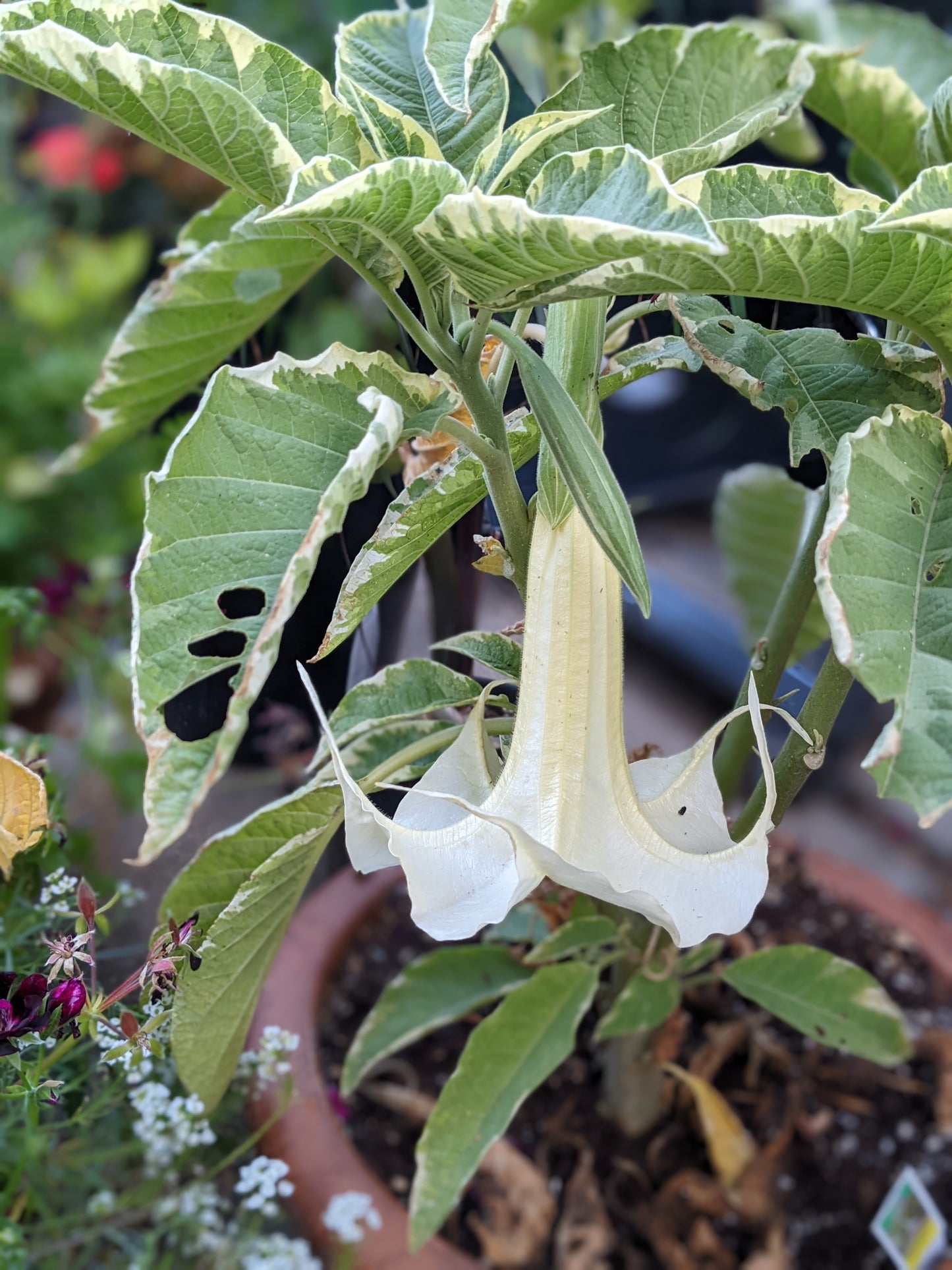 Variegated Apricot Brugmansia