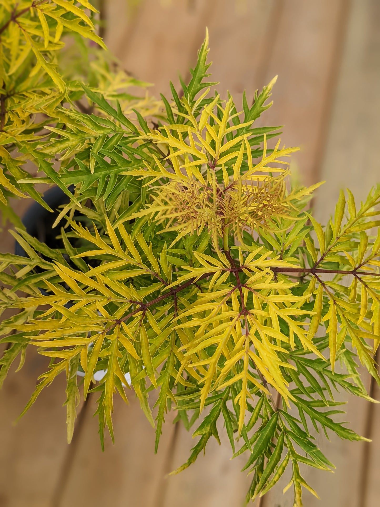 Lemony Lace Elderberry