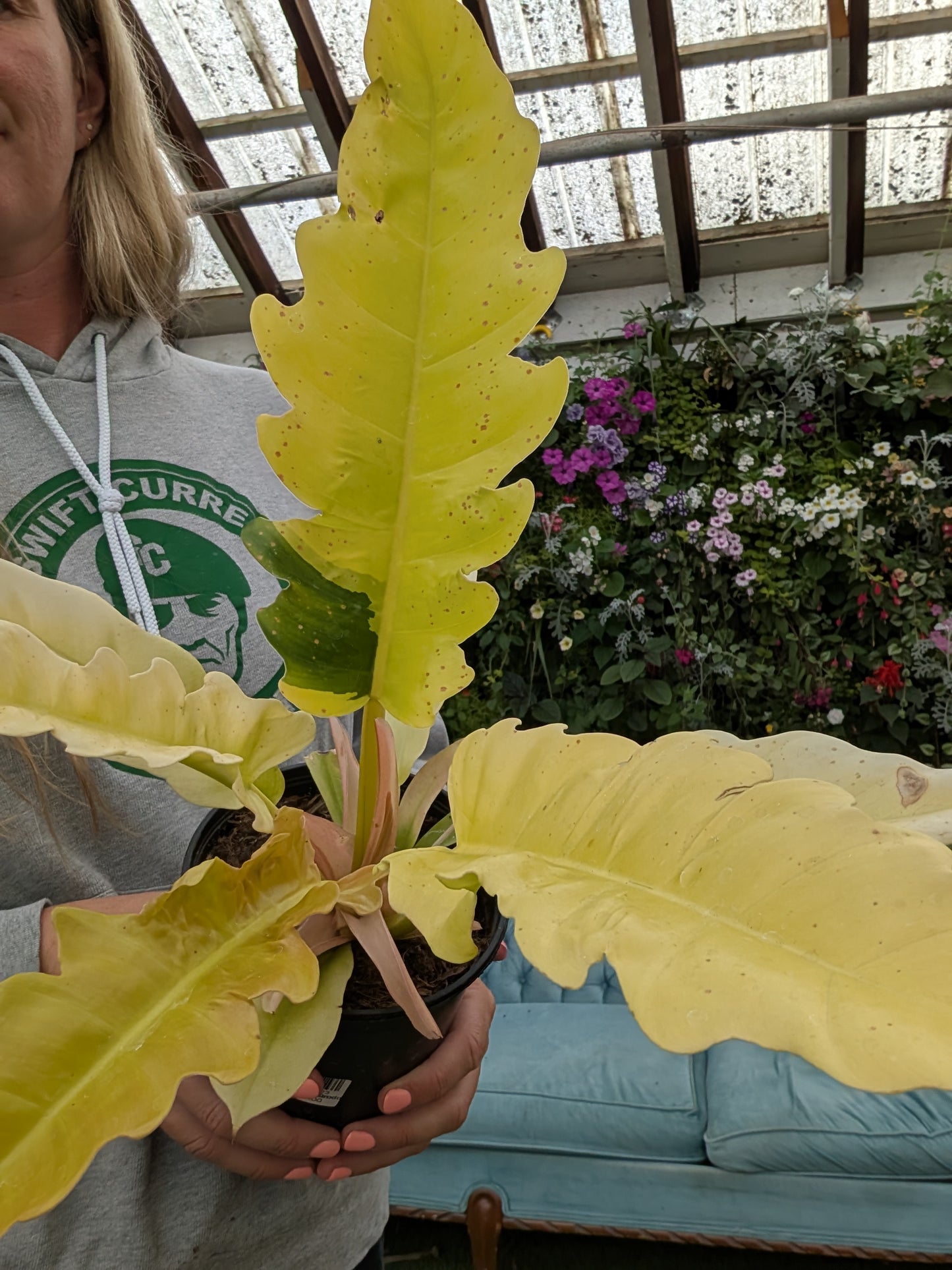 Golden Crocodile Philodendron (6")