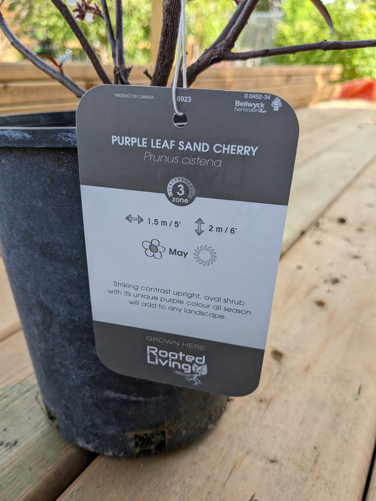Purple Leaf Sand Cherry