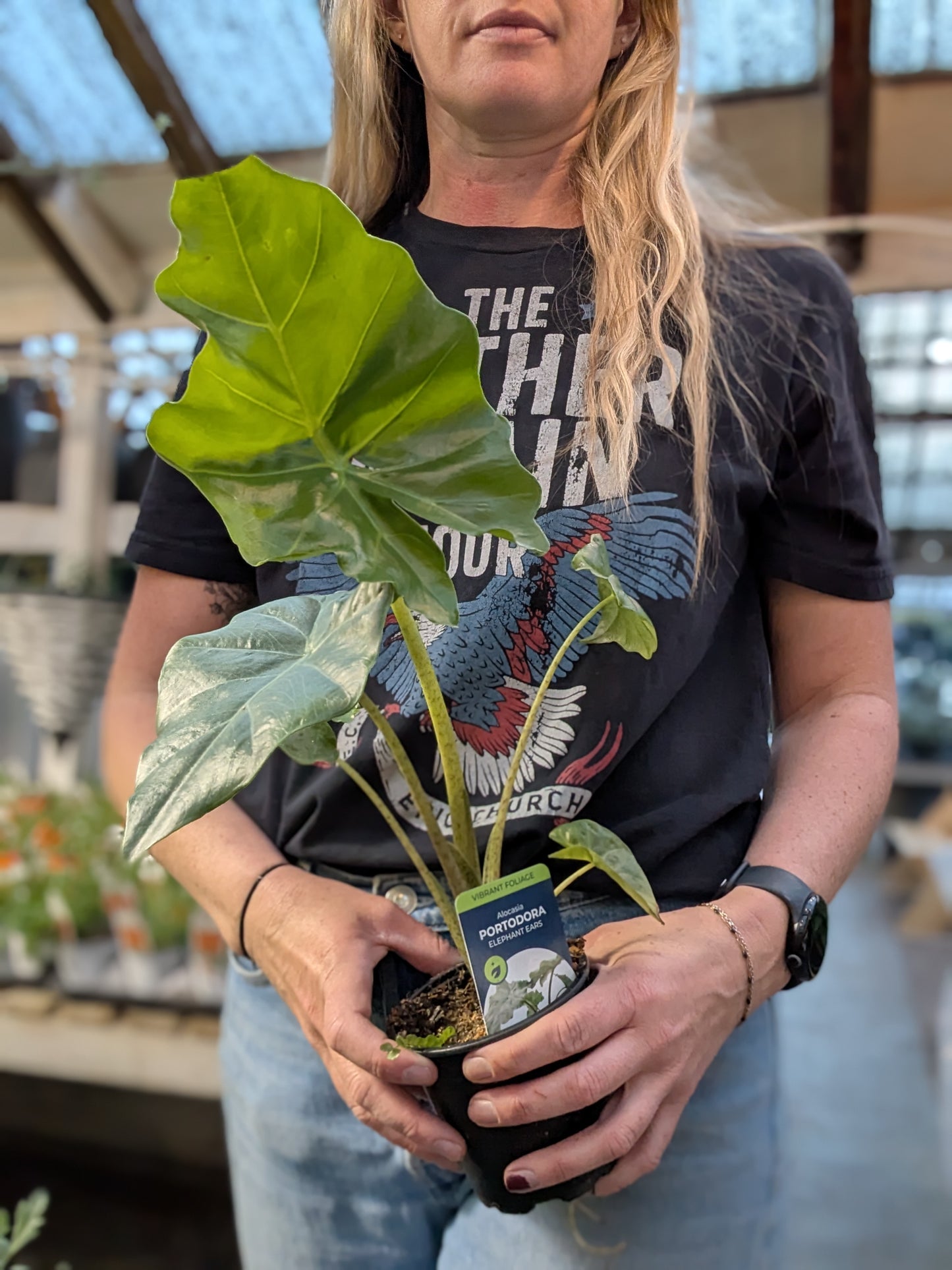 Alocasia Portodora