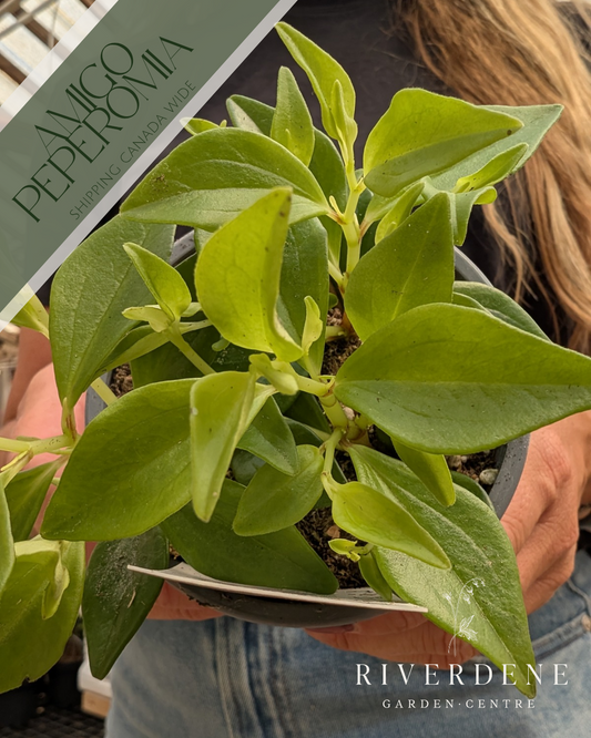 Amigo Peperomia (4")