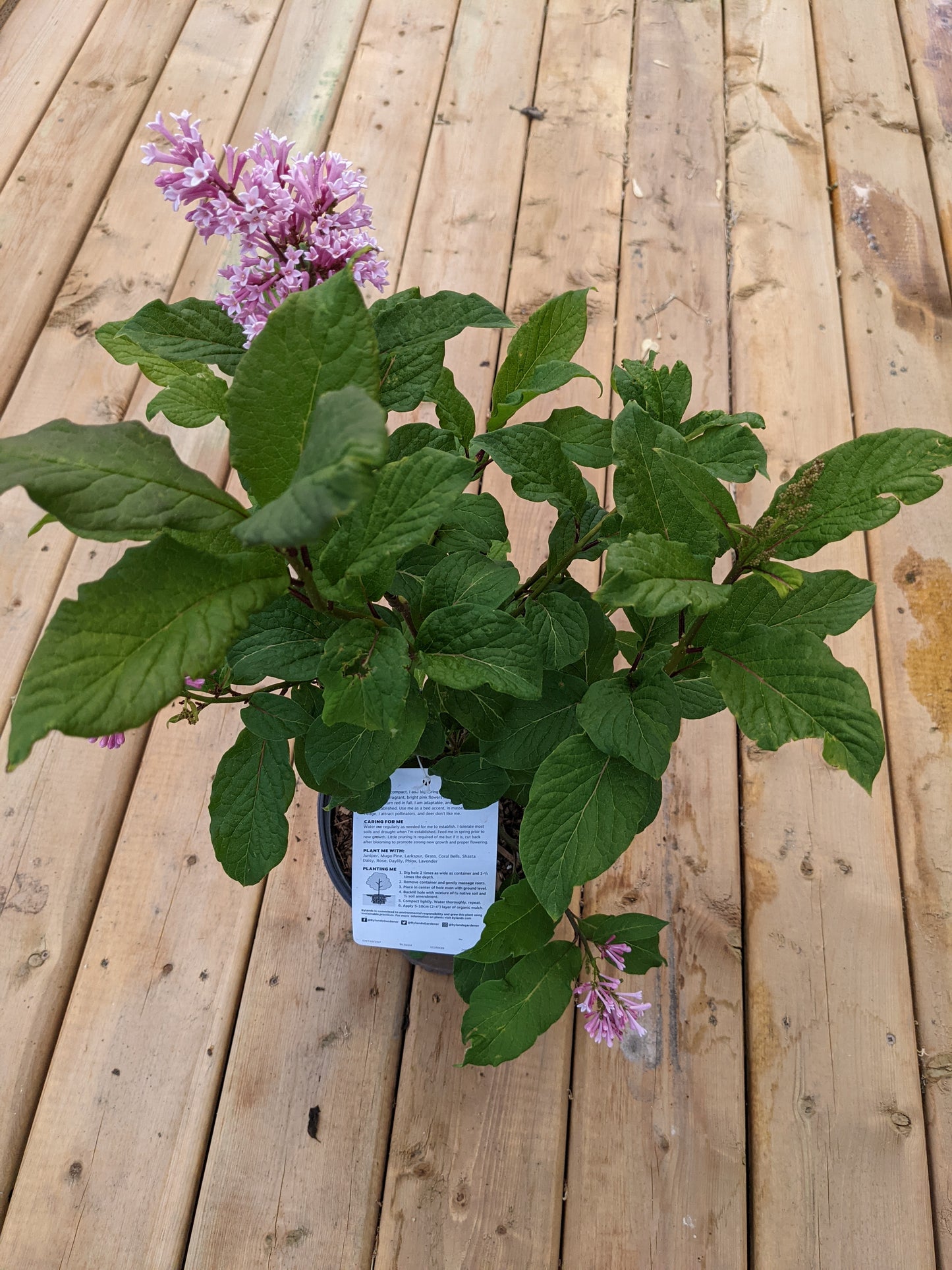 Pinktini Preston Lilac