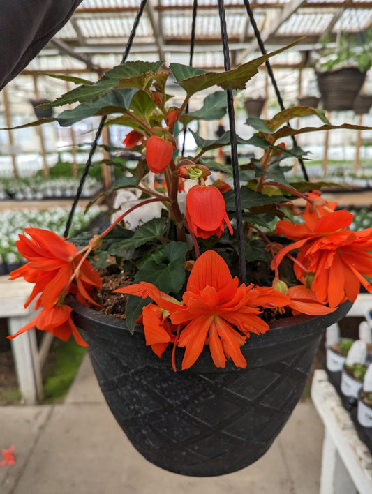 Belleconia Hot Orange Begonia (Proven Winners)